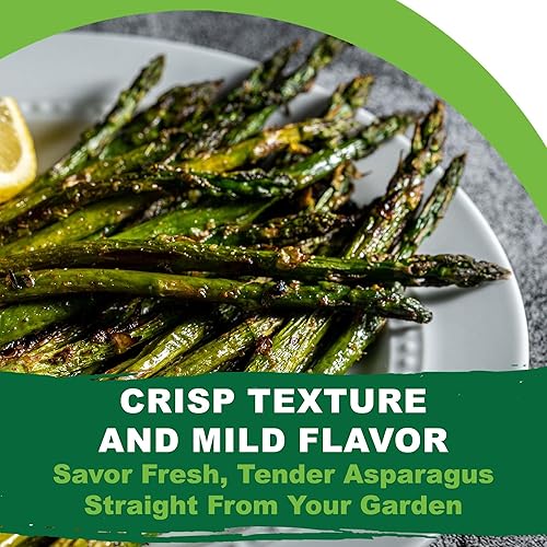 Miniatura 6 de TKE Farms & Gardens - Semillas de espárragos Mary Washington para plantar, más de 85 semillas tradicionales sin OMG, tallos perennes tiernos con