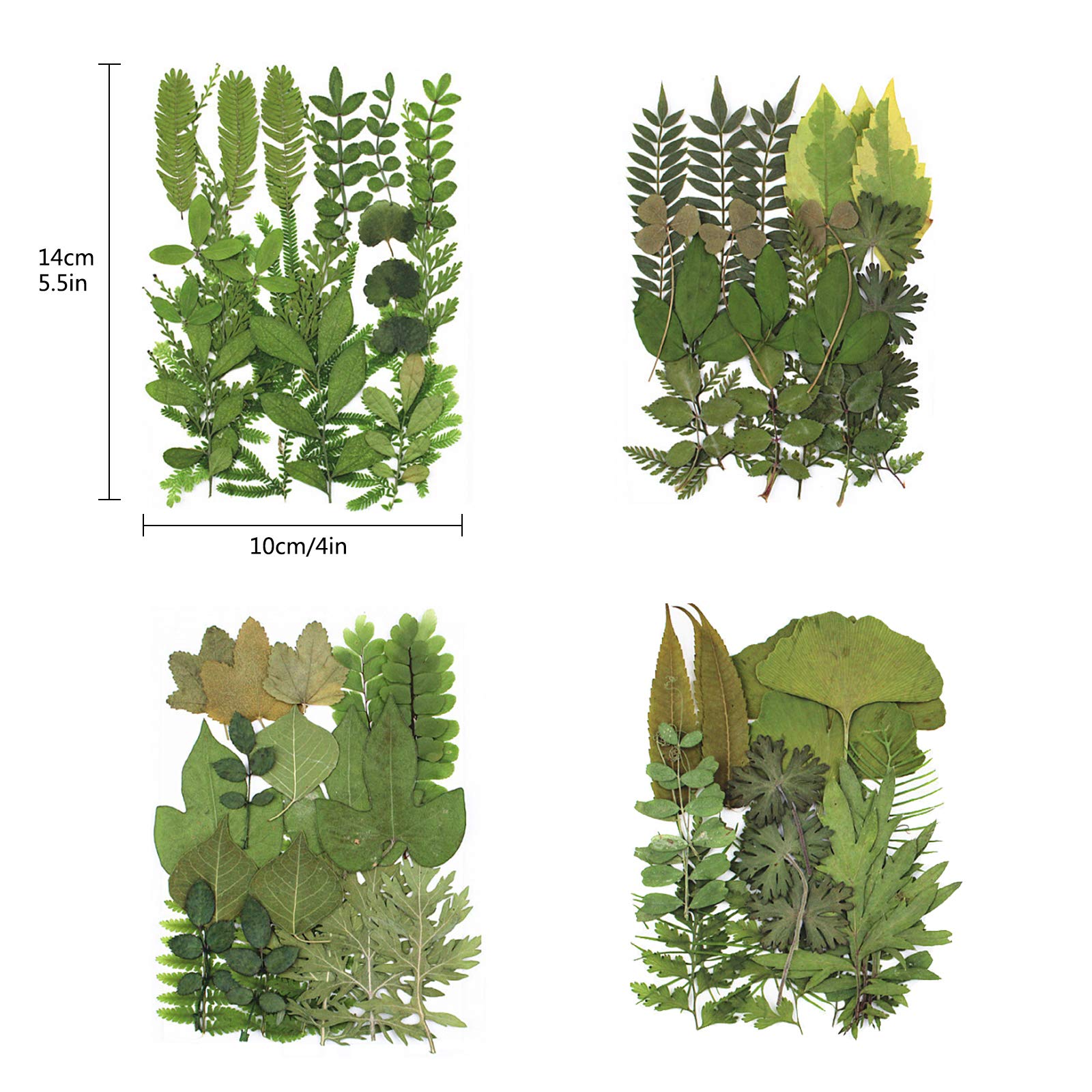 84 Hojas secas prensadas de Plantas de herbario pétalos Mezclados Hojas secas Naturales Reales para Manualidades de Resina DIY Pegatinas de uñas Adornos Decoraciones (A)