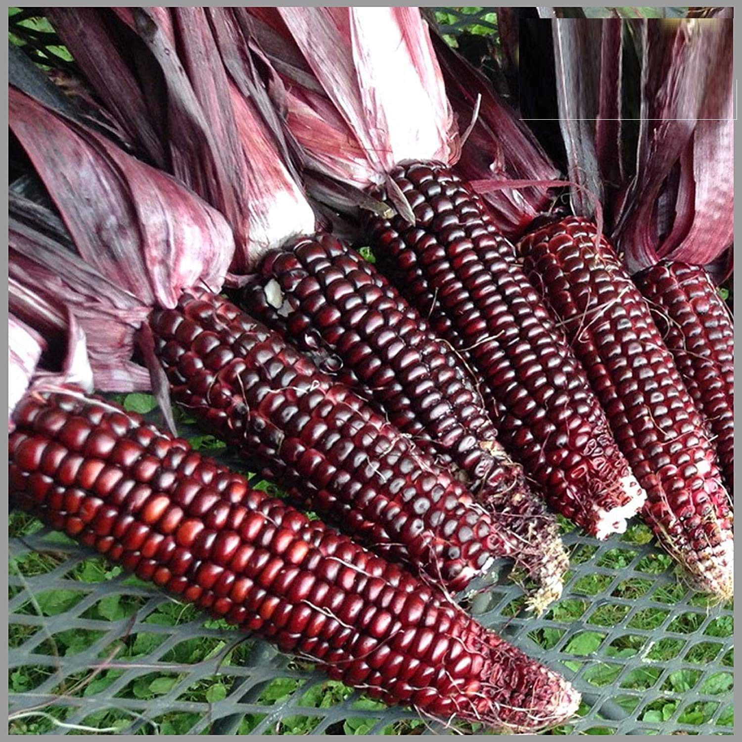 VIBEX -® VXL-180 Hybrid Red Corn (maize) Traditional Seeds