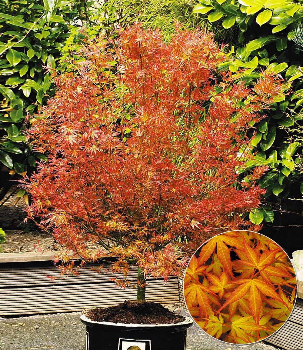 BALDUR Garten 2er Japanische Ahorn Kollektion winterhart, Pflanzen im 12 cm-Topf, Ahornbaum, Fächerahorn, winterhart, pflegeleicht, Acer palmatum, Acer palmatum atropurpureum