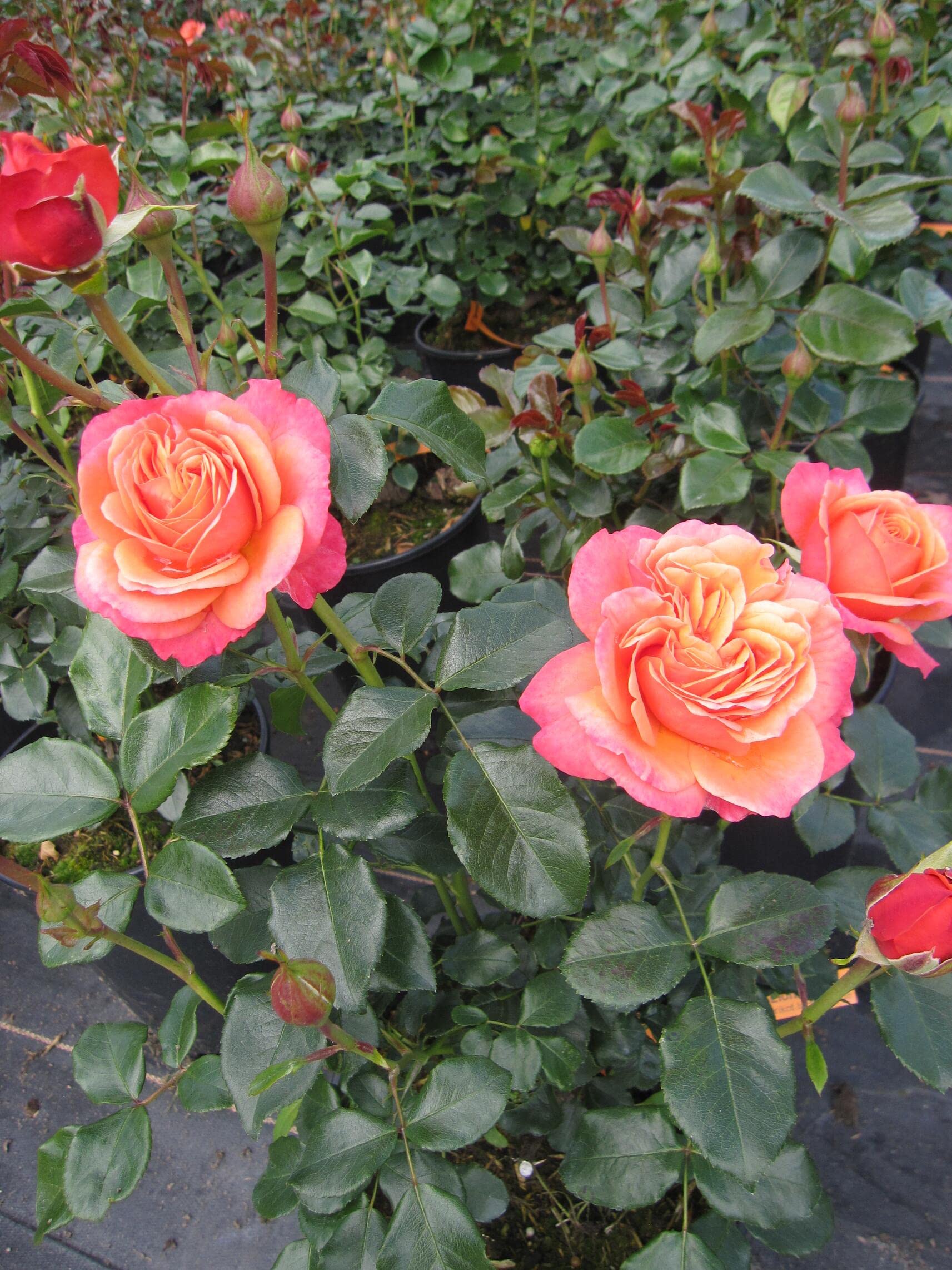 Märchenrose/Beetrose Coral Lions Rose ® - Rosa Coral Lions-Rose ® - Kordes Rose - ADR Rose
