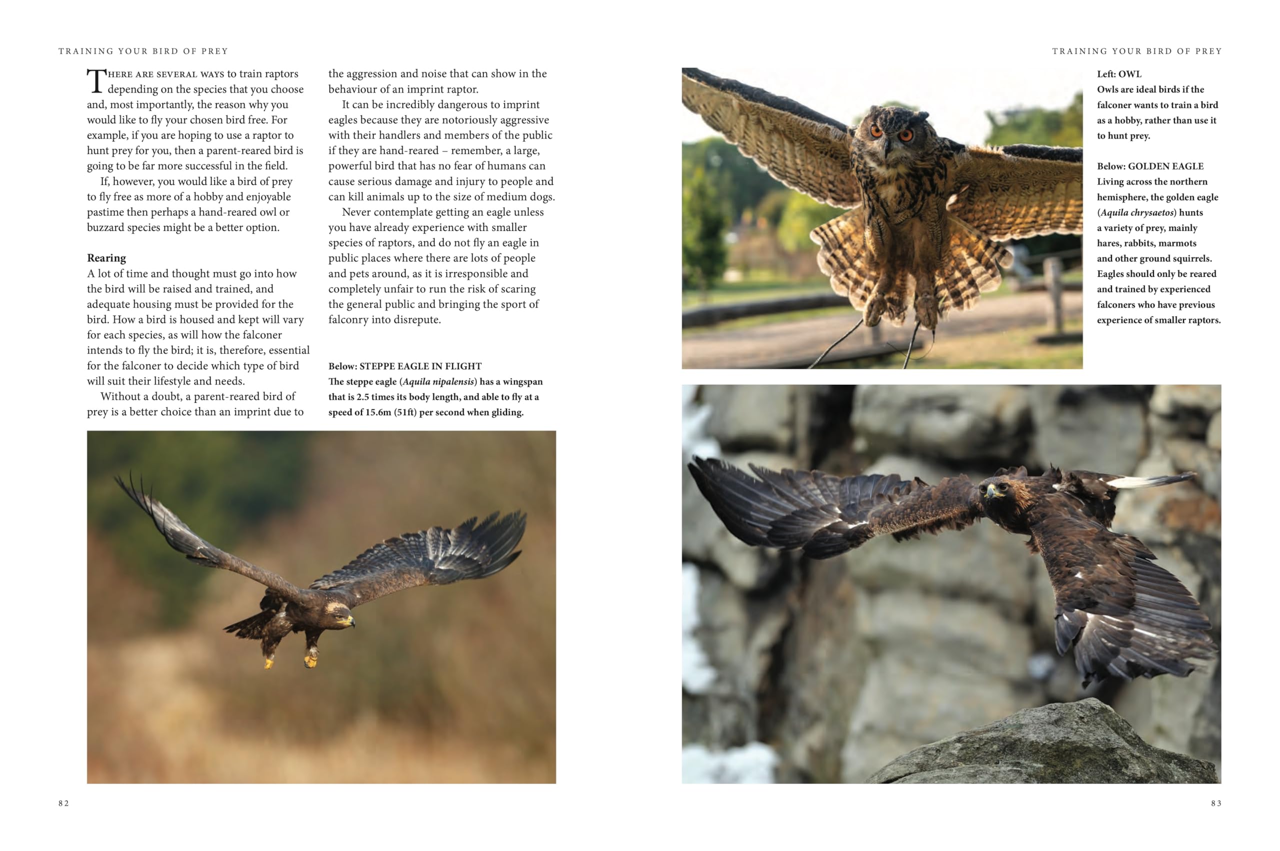Falconry: A guide to training birds of prey
