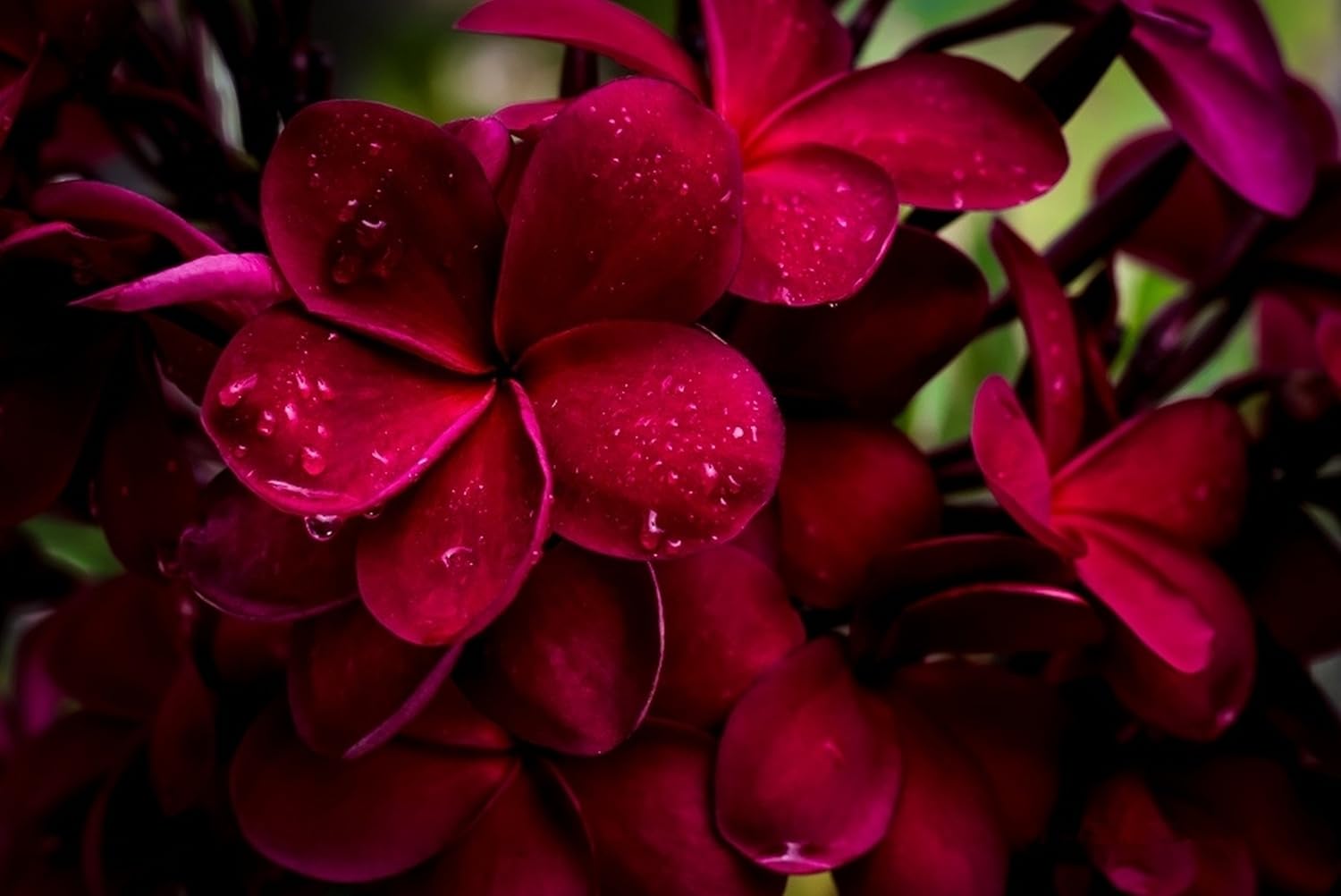 1 Pk Red Hawaiian Frangipani Plumeria Cutting Zk9