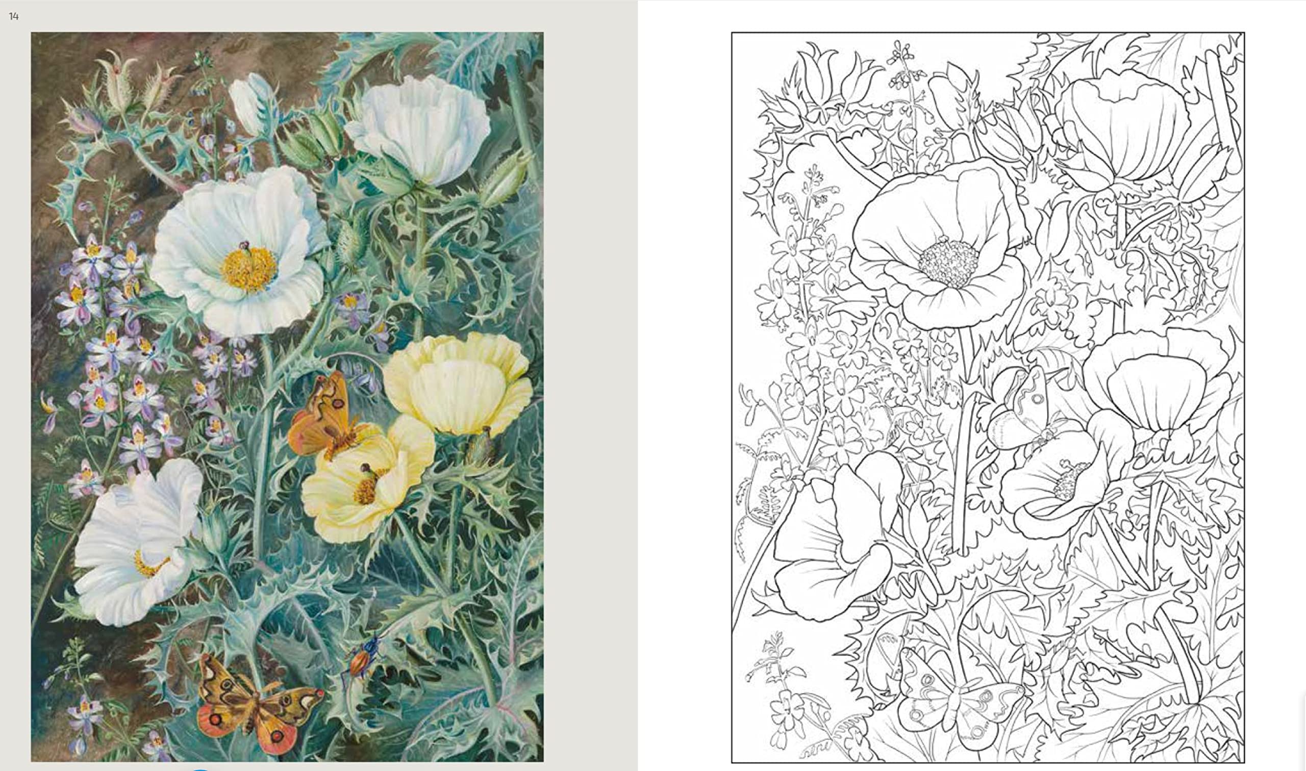Kew Gardens - das große Ausmalbuch: Motive aus der Sammlung der Königlichen Botanischen Gärten