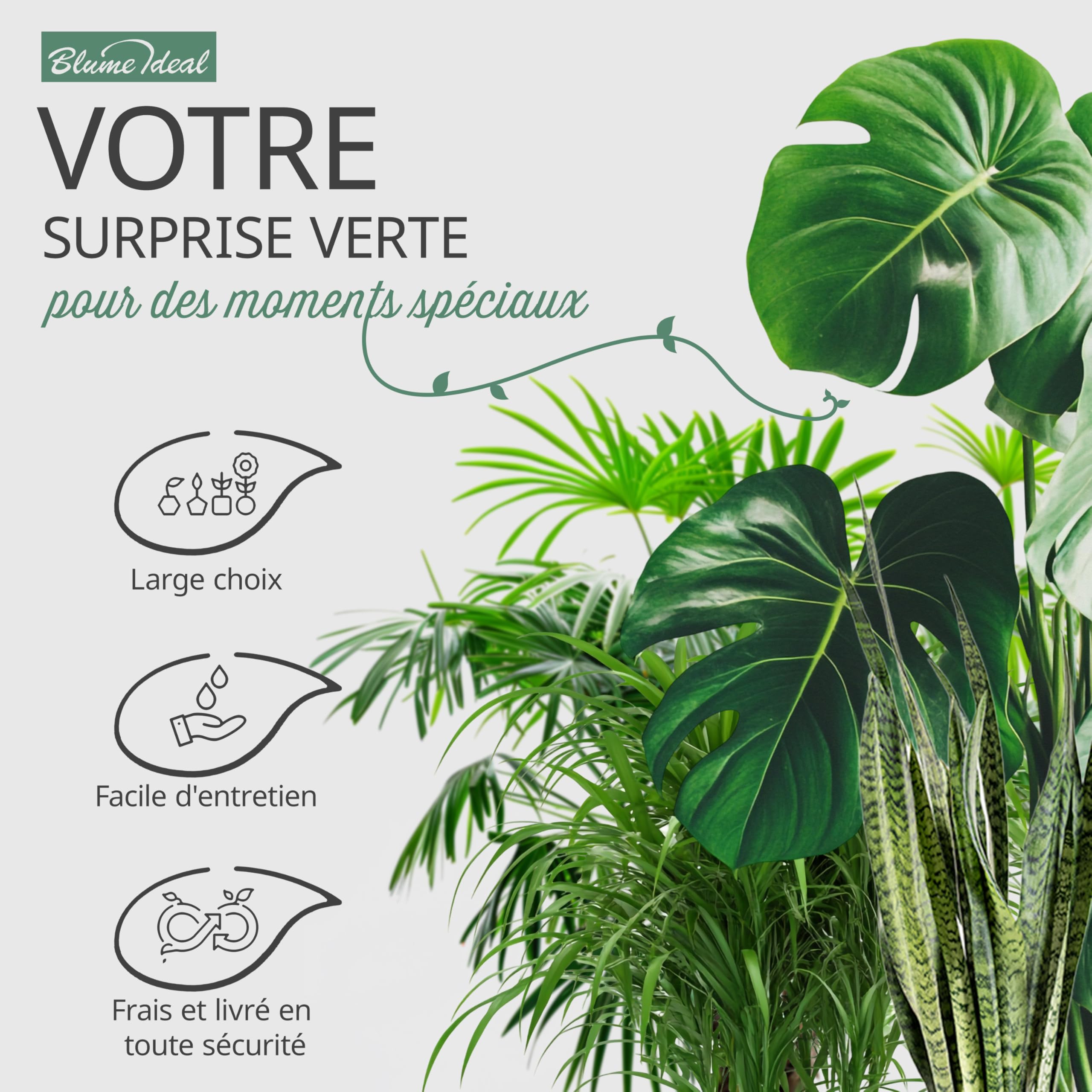 Lot de 4 plantes surprises | +/- 40-70cm | Pot de ø 12-15cm | Plantes pour la maison et le bureau, qualité du professionnel, livraison rapide, végétalisation intérieure