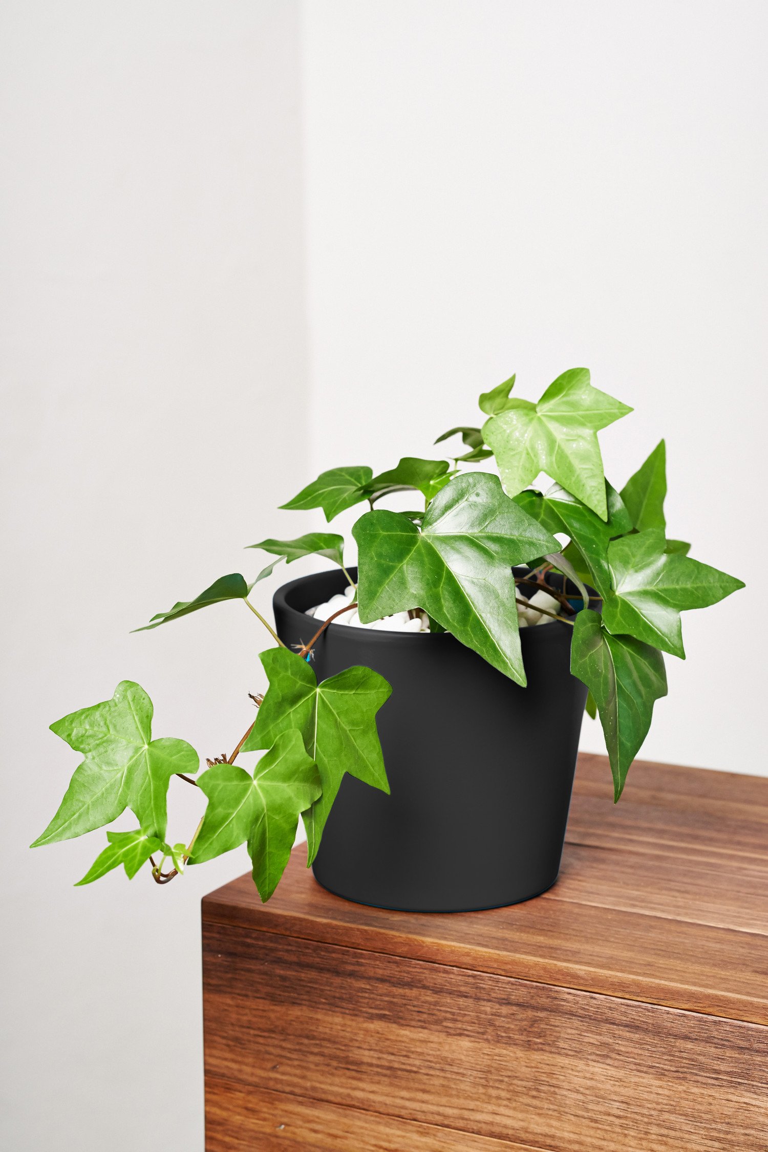 elefantenfu kaufen Kanarische Drachenbaum (Dracaena draco)