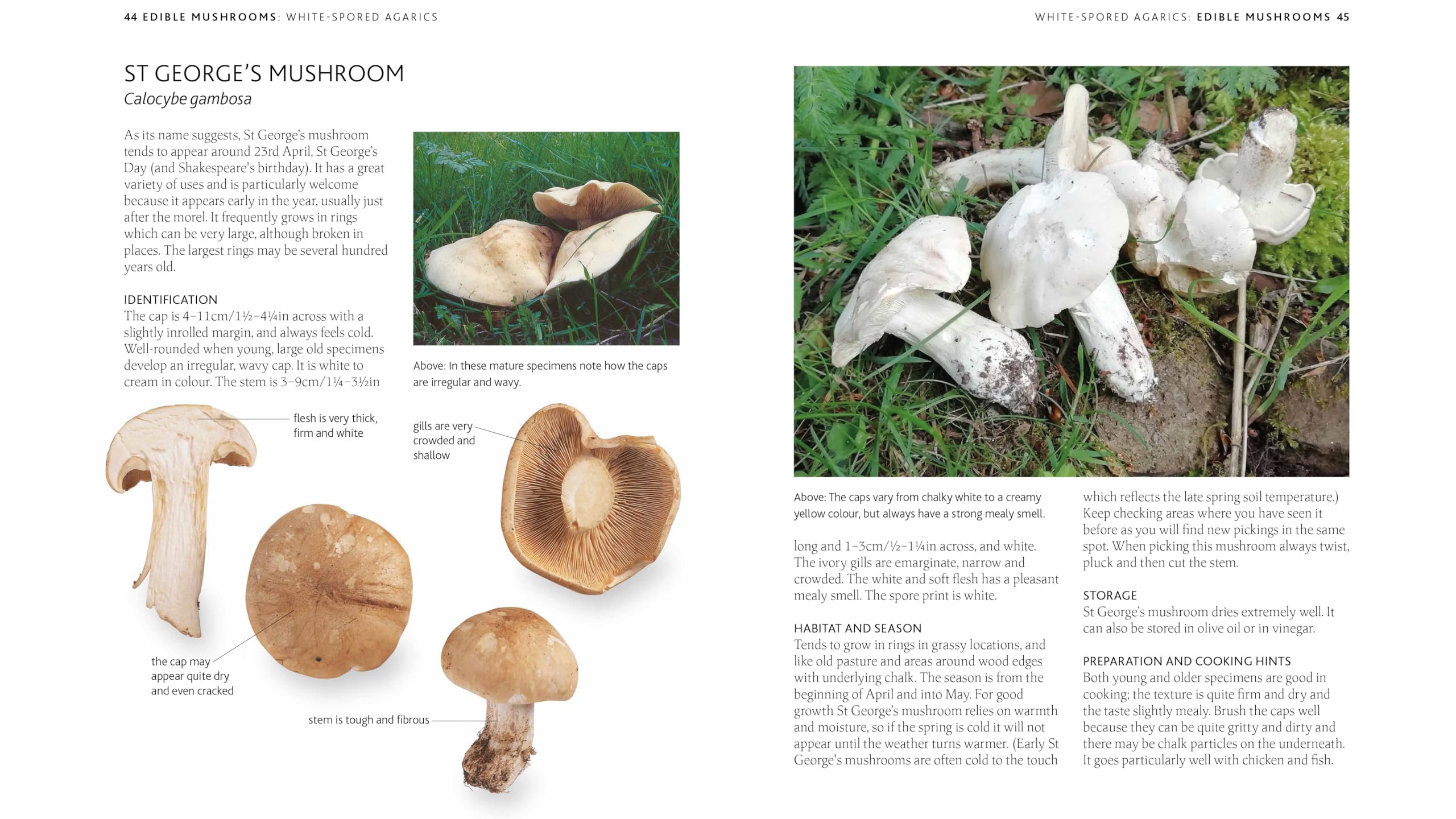The Mushroom Guide & Identifer: An Expert Manual for Identifying, Picking and Using Edible Wild Mushrooms Found in Britain