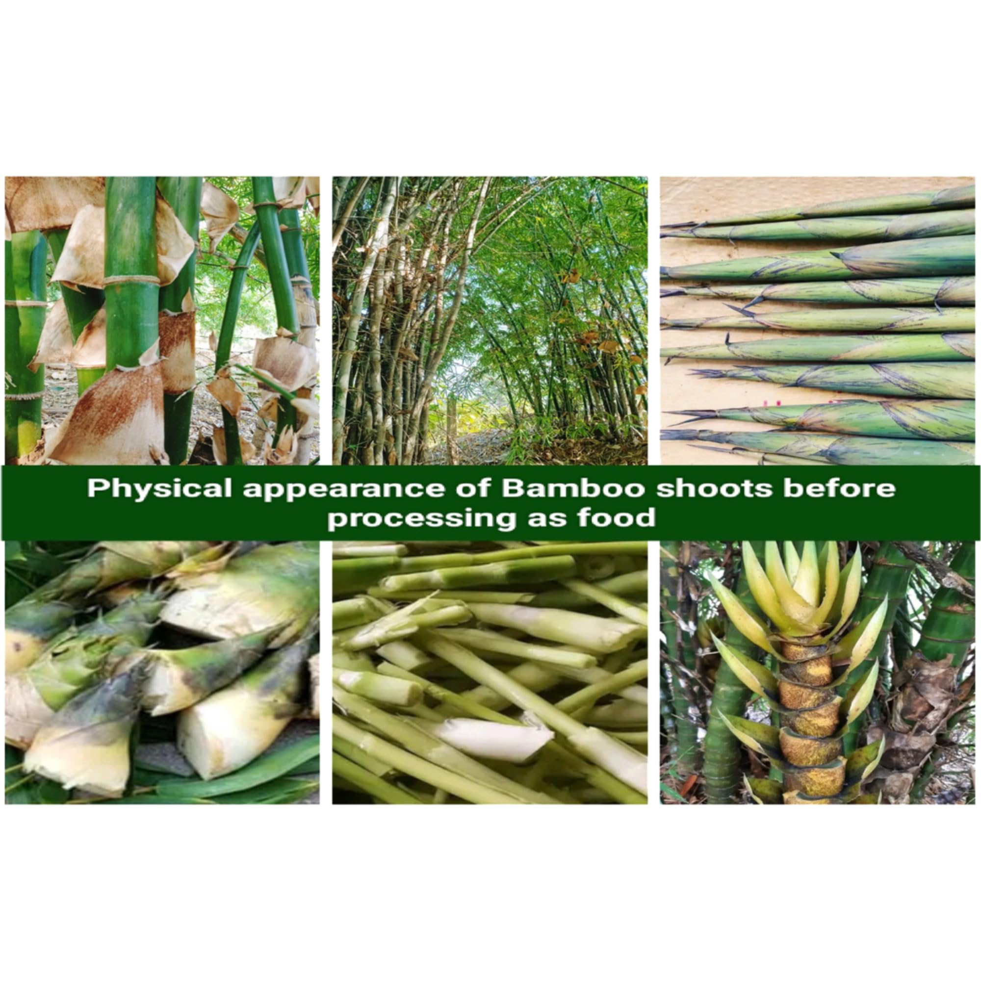 Bamboo Shoot/Kwatha Areeba Soibum/Fermented Bamboo Shoot (900 grams). - Image 7 thumbnail