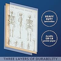 Vista 3 de Palace Learning Paquete de 3 pósteres vintage de músculo + esqueleto + anatomía del sistema nervioso, gráficos anatómicos del sistema muscular