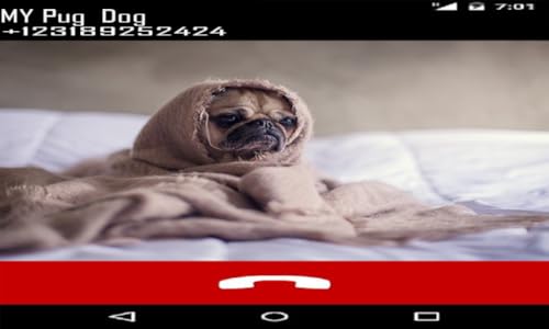 French Bulldog Fake Call Prank ( Funny Frenchie Pet Calling Prank ) - Gag Fake Call From Frenchies