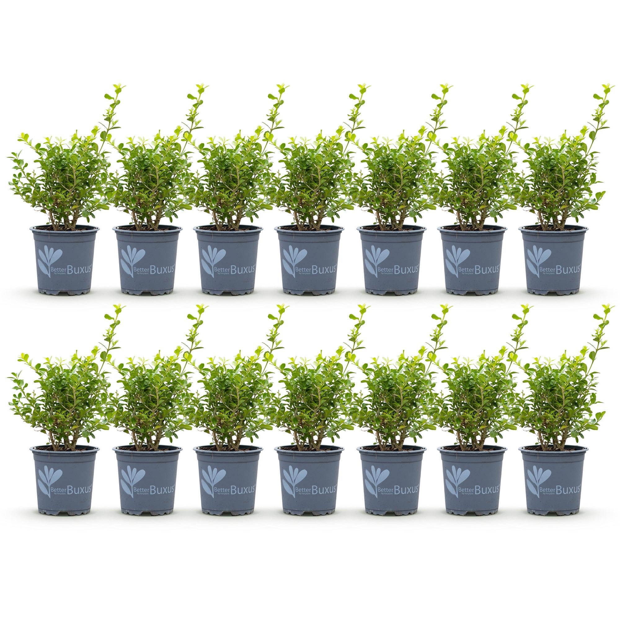 Bosso Sempreverde per Siepe, Verde, 14 Piante, Vaso 10.5 cm, 25-30 cm