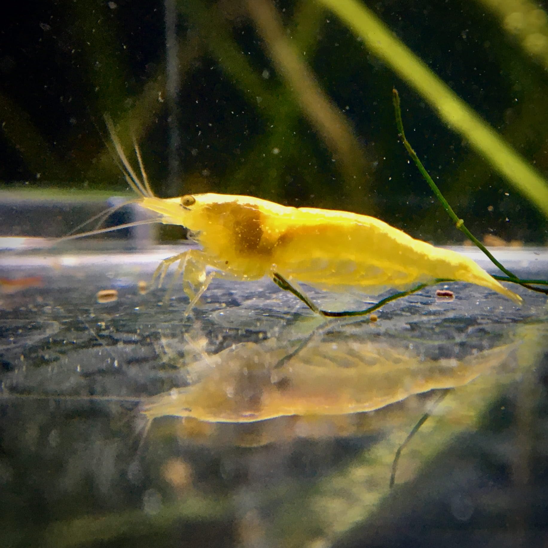 Lot de 12 Crevettes Jaune Néon pour Aquarium d'eau Douce | Crevettes élevées en Bretagne, France, en aquarium et uniquement dans de l'eau du robinet. Expédition rapide et sécurisée