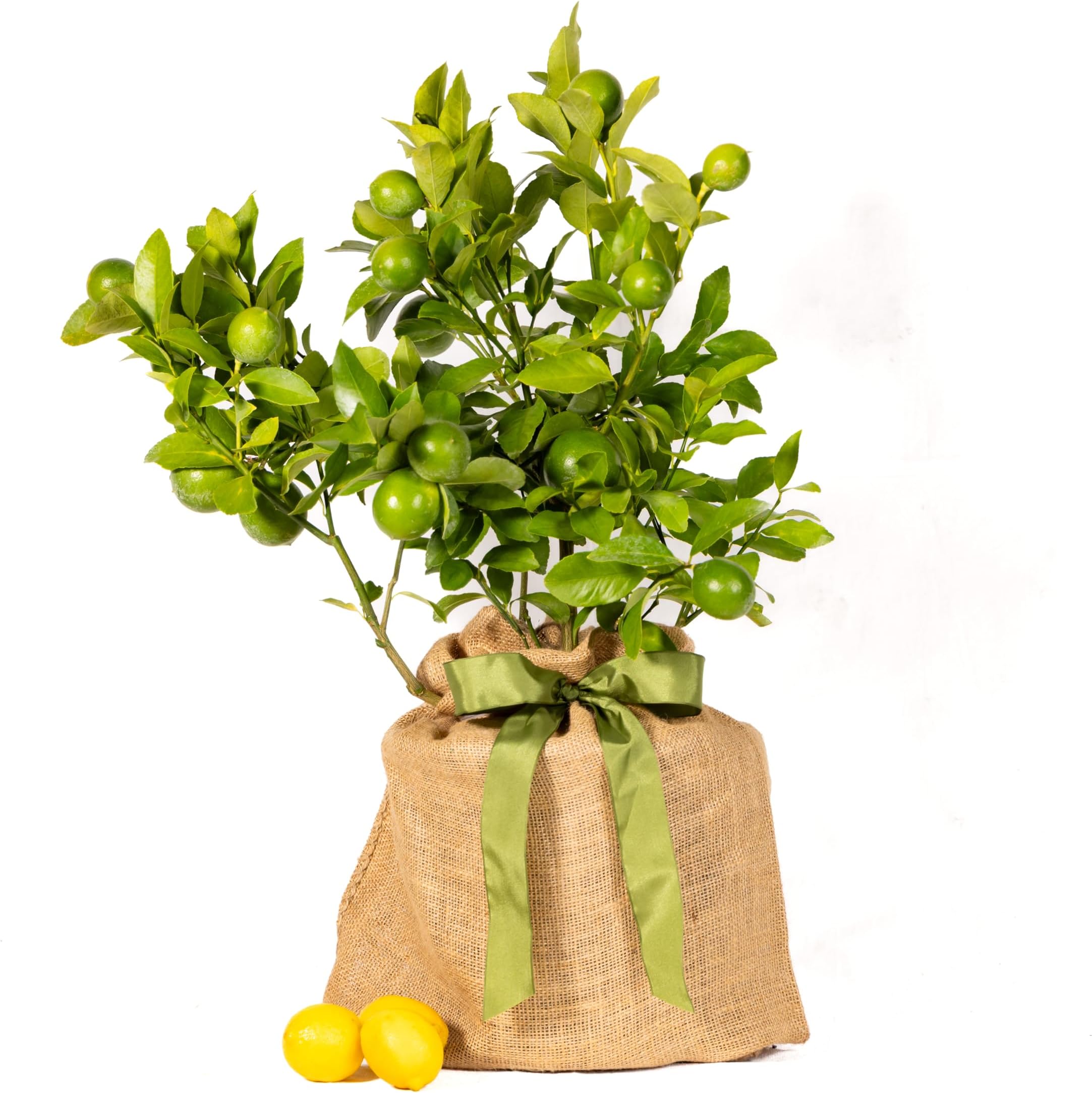 - Meyer Lemon Gift Tree, Dwarf Fruit Tree with Sweet Juicy Lemons, Live Indoor and Outdoor Citrus Plant, Housewarming Gift by The Magnolia Company, No Shipping to TX, LA, AZ, AL, CA