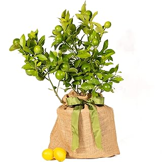 Meyer Lemon Gift Tree, Dwarf Fruit Tree with Sweet Juicy Lemons, Live In...