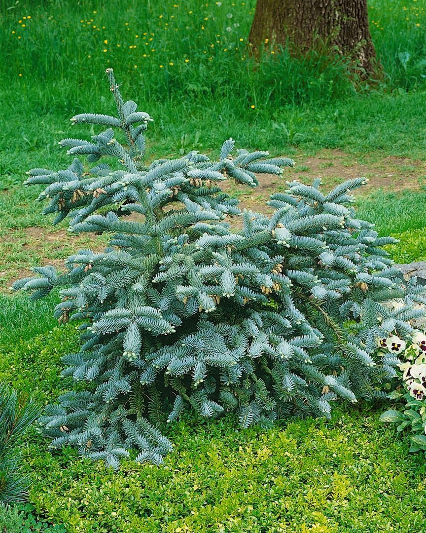 Abies procera 'Glauca' 25–30 cm – Winterhart, Immergrün, Pflegeleicht – Edeltanne – Weihnachtsbaum für Garten & Kübel