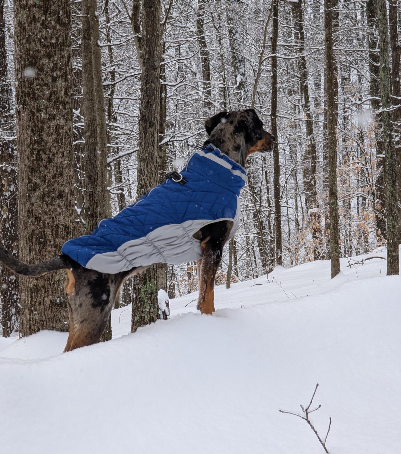 Dog Winter Jackets,Winter Coats for Large Dogs, Winter Dog Coat With Harness​ photo review