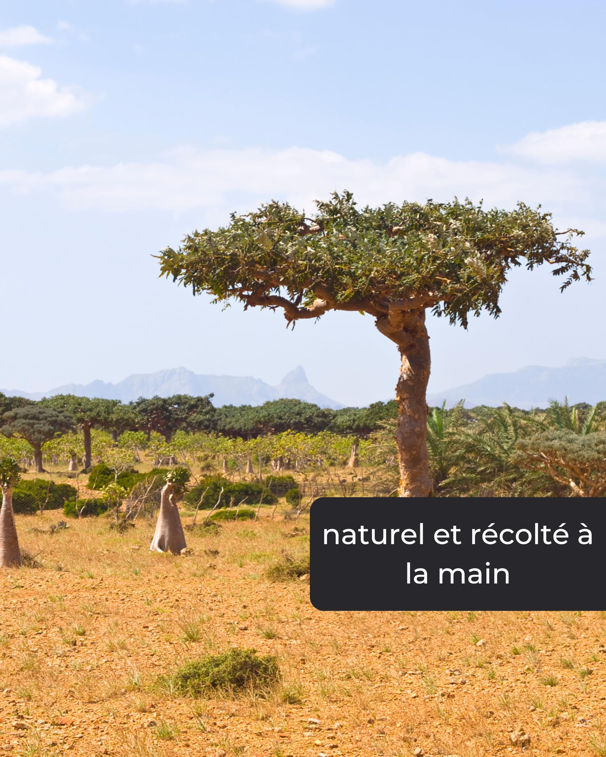 Incensera Myrrhe à Fumer 50 g Résine Naturelle d'Encens pour Méditation Rituels