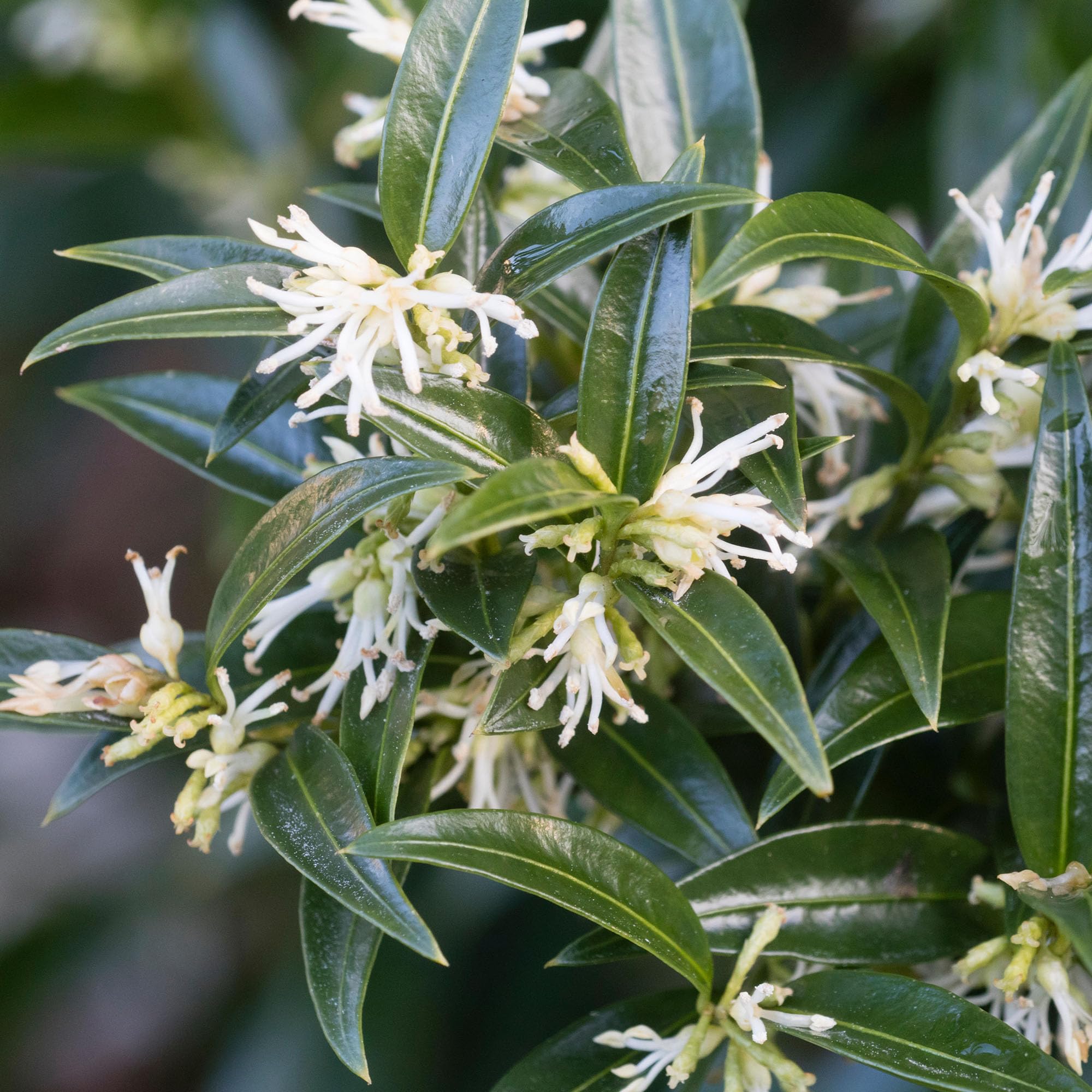 Sarcococca Dragon Gate - Sweet Box - Evergreen Shrub with Dark Green Foliage, Fragrant White Flowers - Shade Lover, Ideal for Pots and Containers (9cm Pot, 15-25cm)