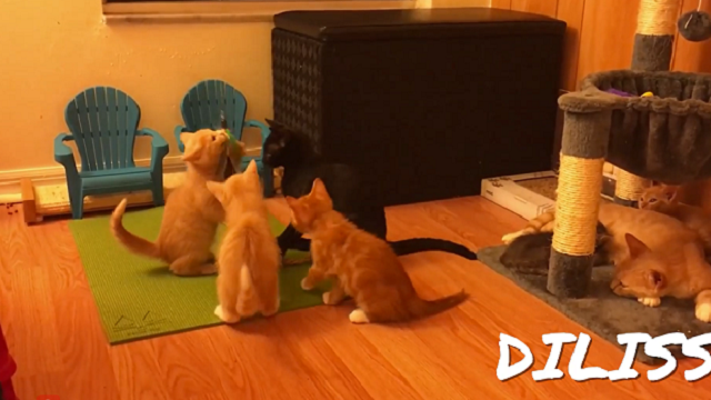 Diliss Feather Teaser Jouet Pour Chat 2 Baguettes Retractables Et 10 Pieces De Rechange Avec Clochette Jouet Interactif Et Jouet D Exercice Pour Chaton Ou Chat Amazon Ca Animalerie