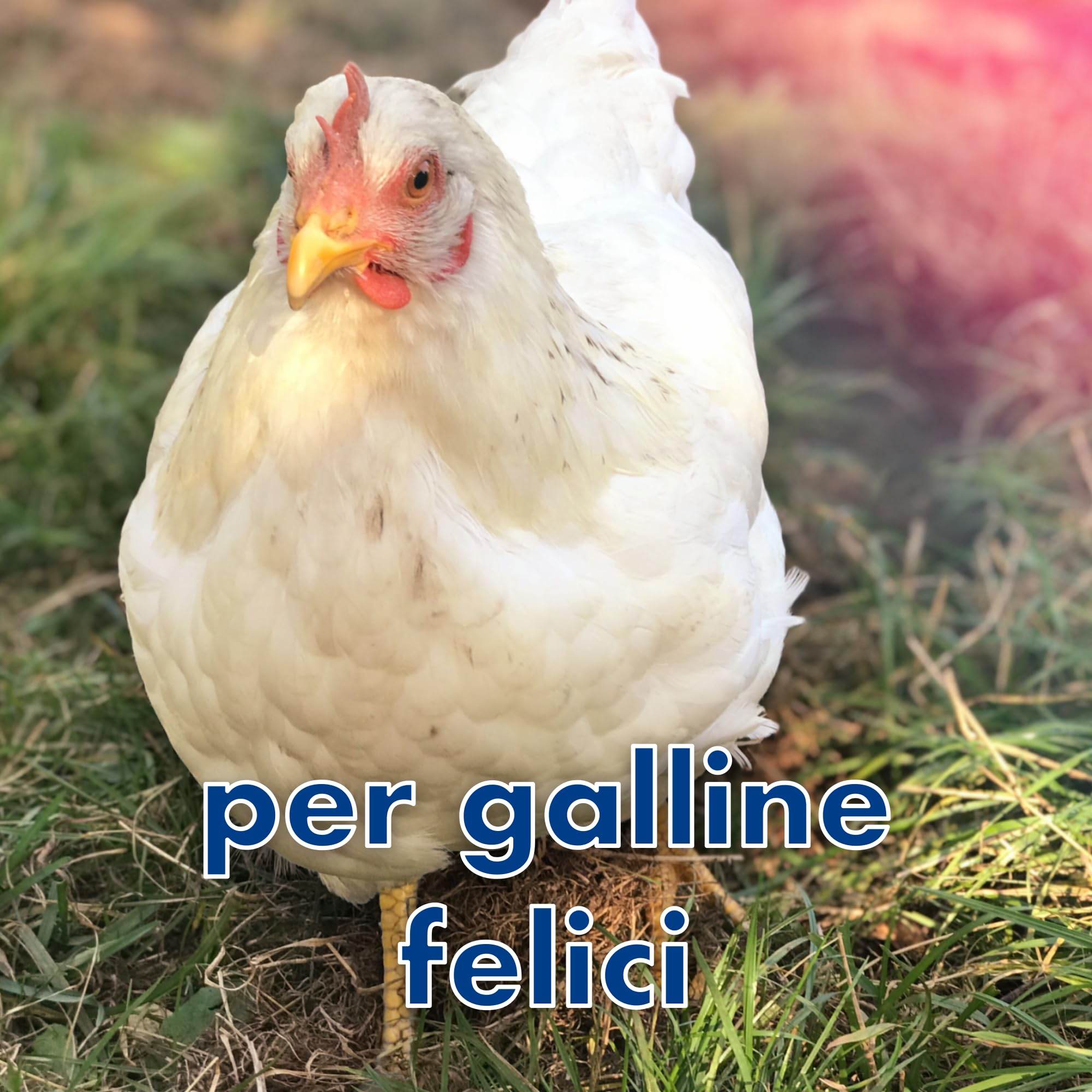 4x contenitori per barriera antiacaro per posatoio da galline contro acaro rosso, protezione antiacari, trappola per acari, pollaio (adatti per 2 posatoi)