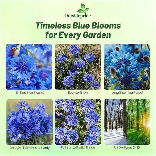 Miniatura 2 de Outsidepride Centaurea Cyanus Cornflower Blue Semillas de flores silvestres - 2000 Semillas
