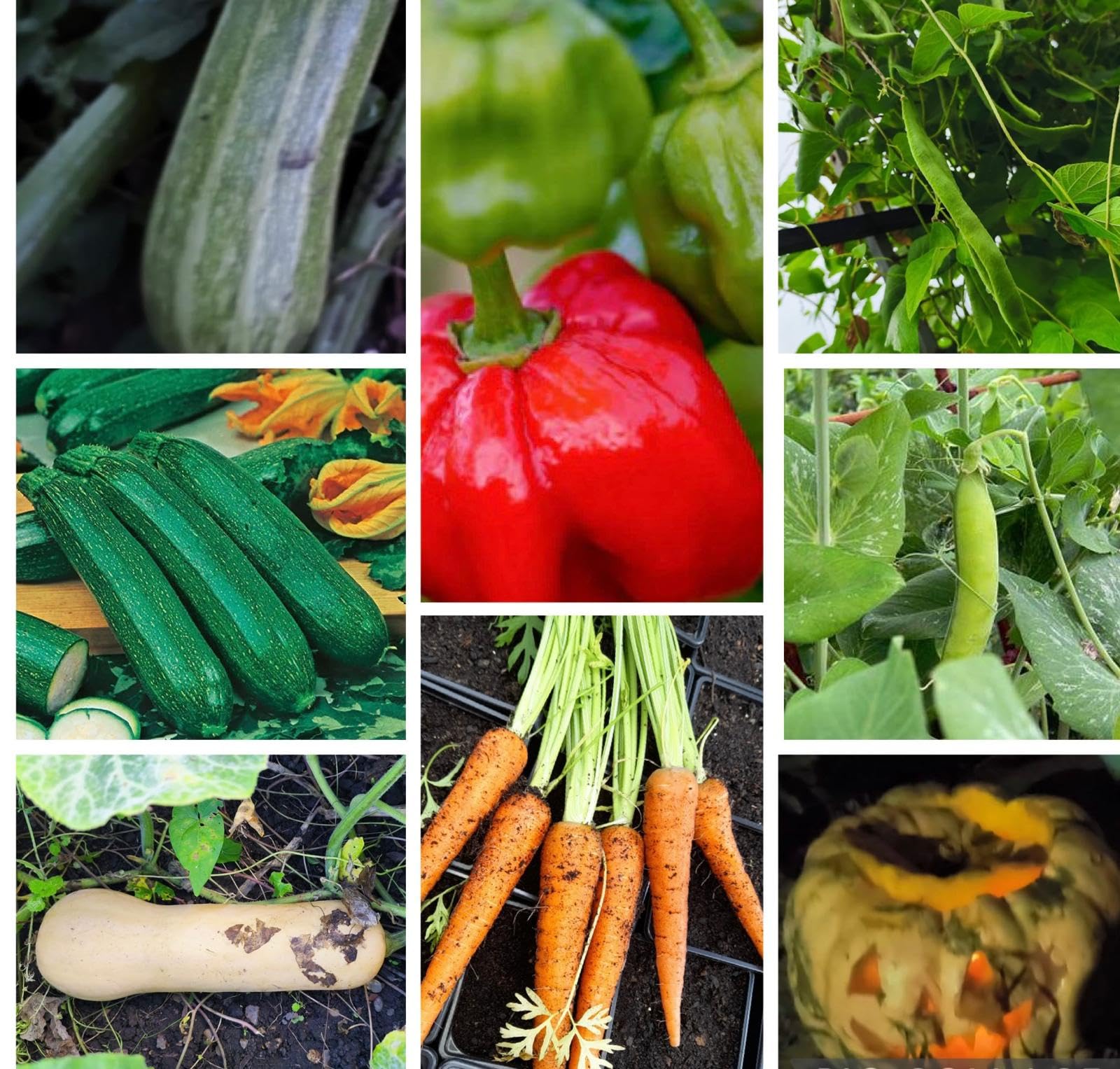 [METCHAR Garden] Premium Seedbox Pack – Grow Your Own Fresh Veg at Home! (Pack 2 – Classic Garden Veg Favourites)