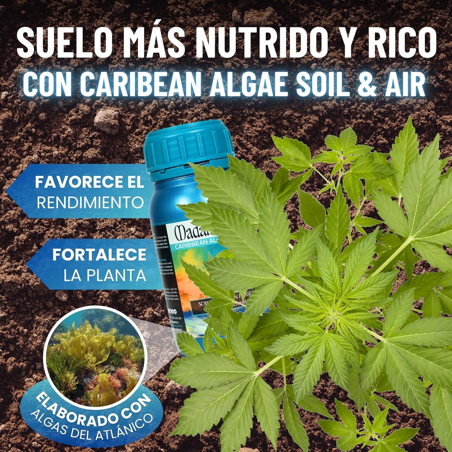 MADAME GROW Pack Ibiza 3 x 1 Litro | Kit Fertilizantes Floración con Algas Energía y PK | Caribbean Algae + Sweet Lolita + Jamaican Bloom | Pack 3 Abonos Orgánicos Floración