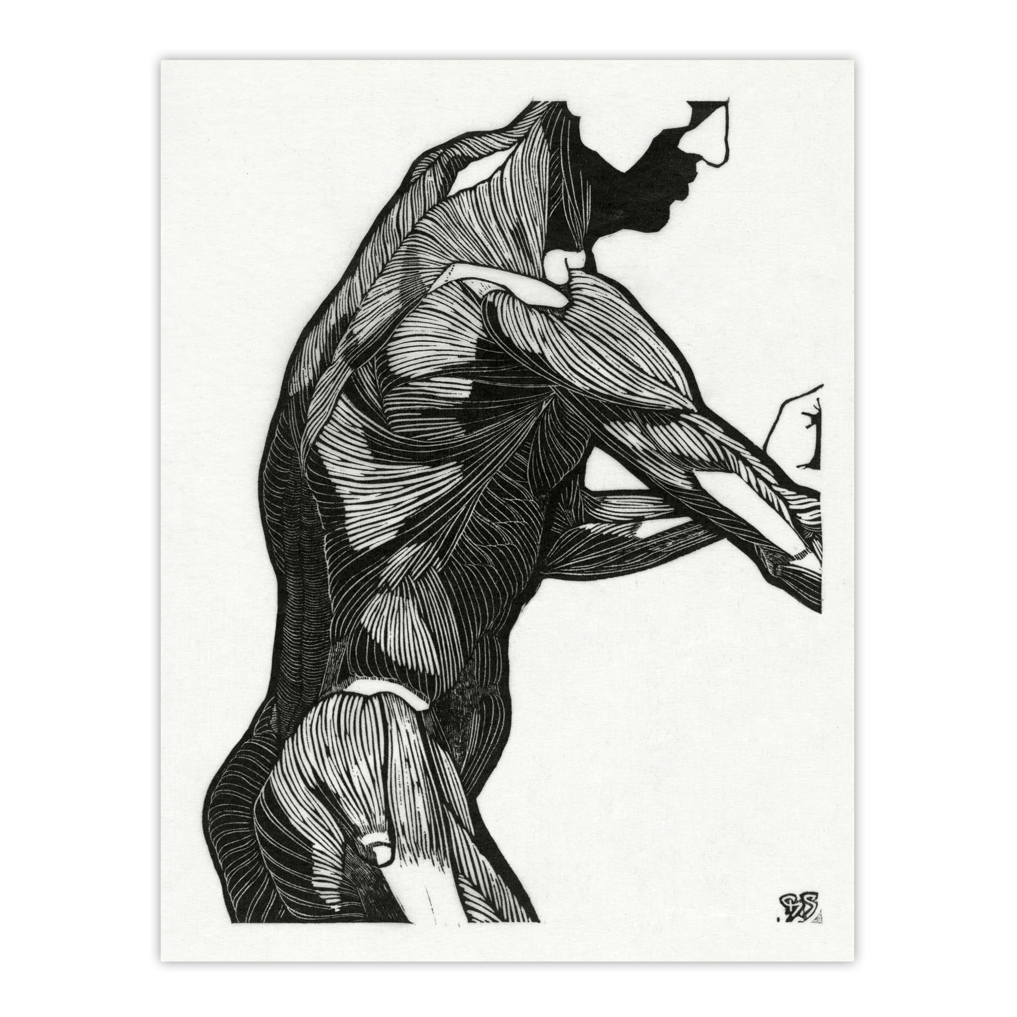 Artery8 Anatomical study of mans lateral muscles By Stolk Wall Art Print 12X16 : Expressive body study capturing strength perfect for office hallway or artist’s studio living room