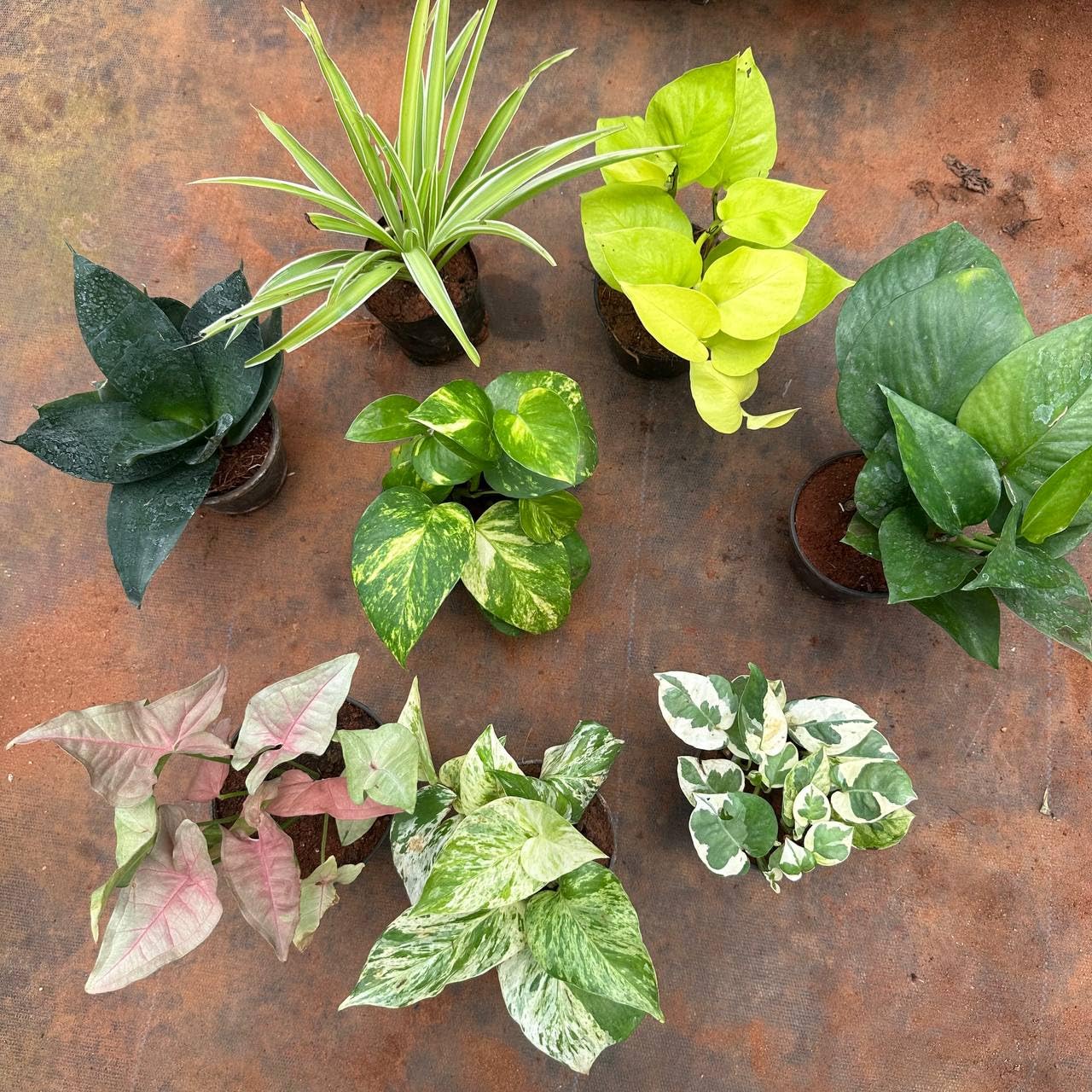 Dishita - Go Green Indoor plants for living room | Combo: Set of 4 Plants without pot | NASA Recommended Air Purifying Plants for Home & Office-image-1