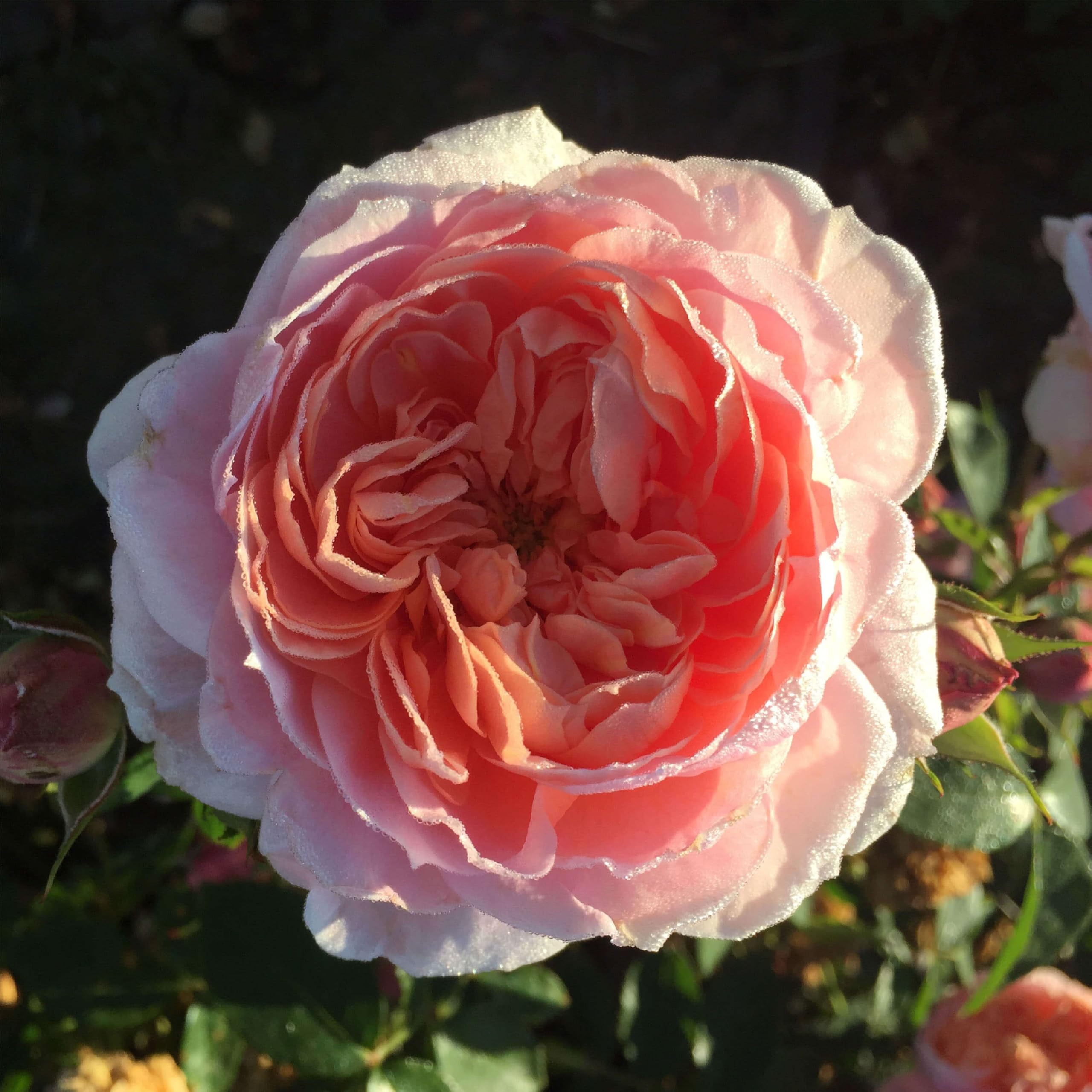 Heirloom Climbing Roses Colette