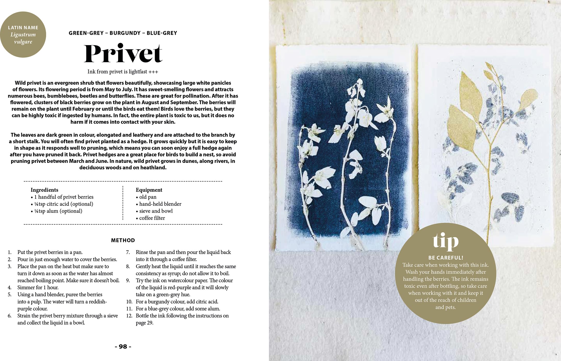 Plant and Ink: Make Your Own Plant-Based Ink