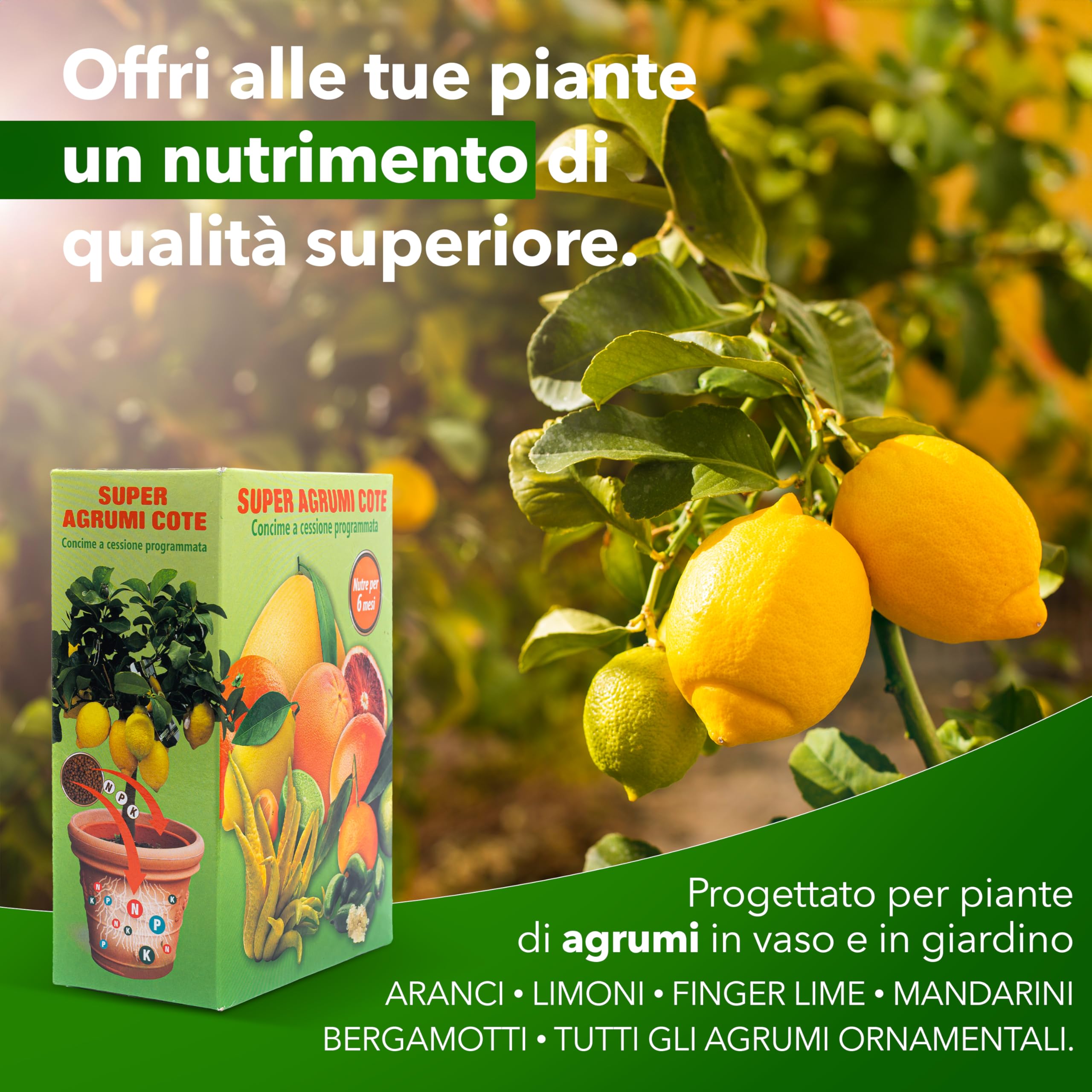 SAVINI VIVAI Engrais agrumes Super Cote, engrais pour toutes plantes à production abondante, comme les citrons, mandarines, oranges en pot et entièrement moulues SUPER COTE AGRUMI 500 GR