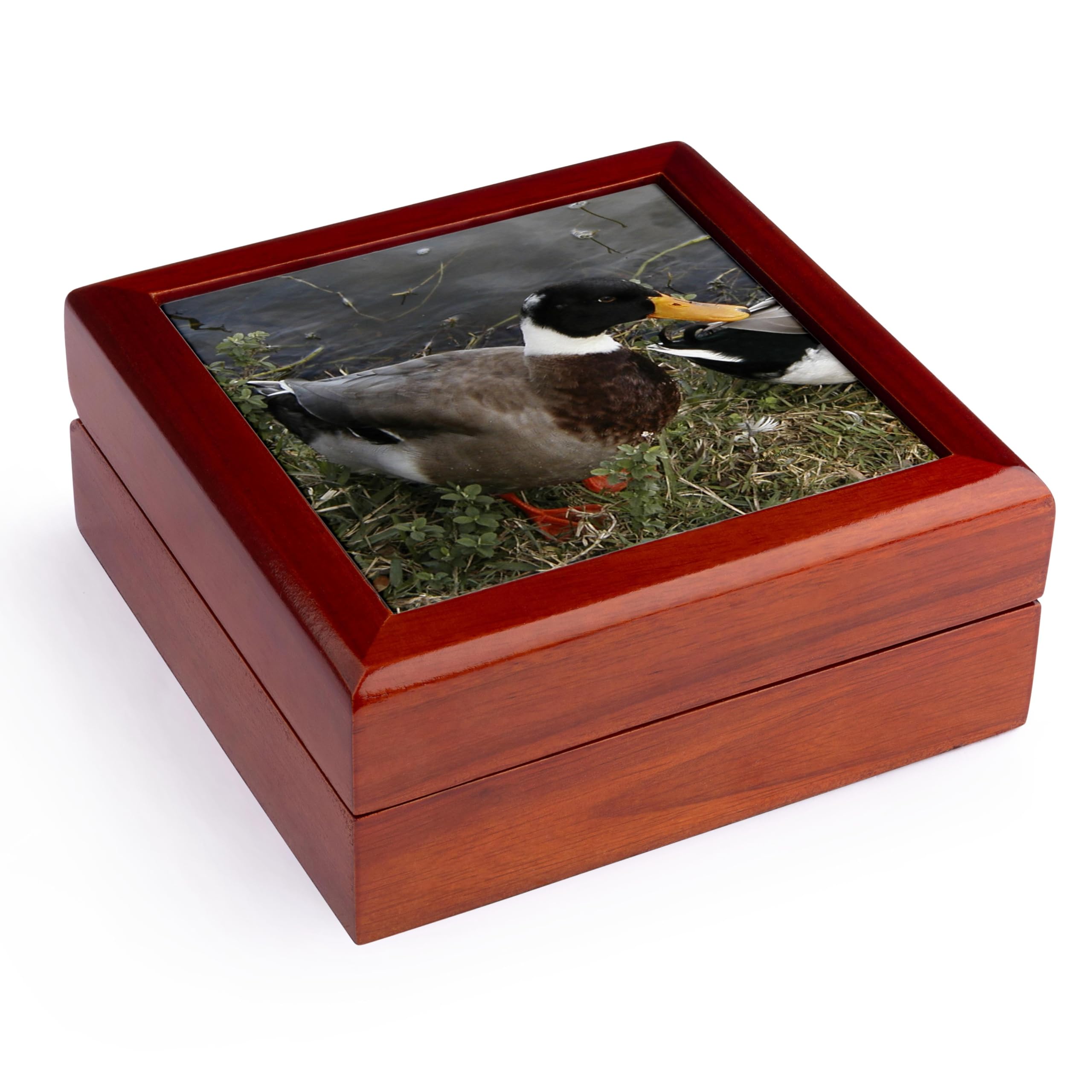 3dRose Mallard Duck, Jewelry Box jb-19119-1