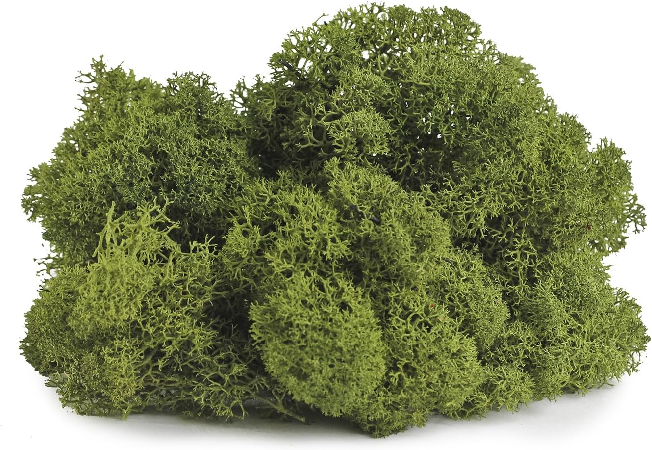 SuperMoss (25155) Reindeer Moss Preserved, Basil, 3 Pounds