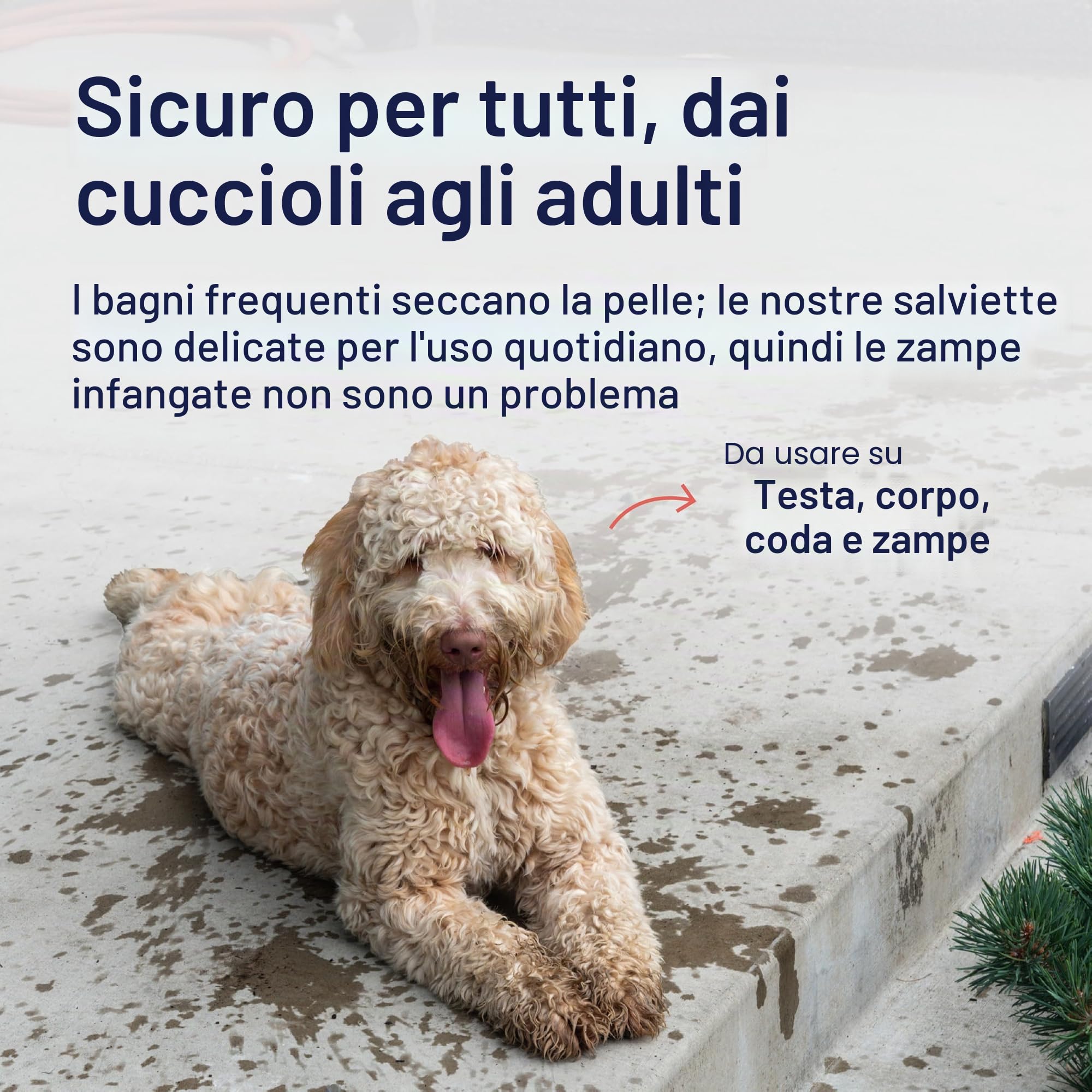 Petpost | Salviette per la Pulizia dei Cani - Salviette Grandi e Deodoranti al Profumo di Fiori di Ciliegio - 70 Tamponi in Cotone Ultra Morbido con Soluzione Detergente (Fiori di Ciliegio)