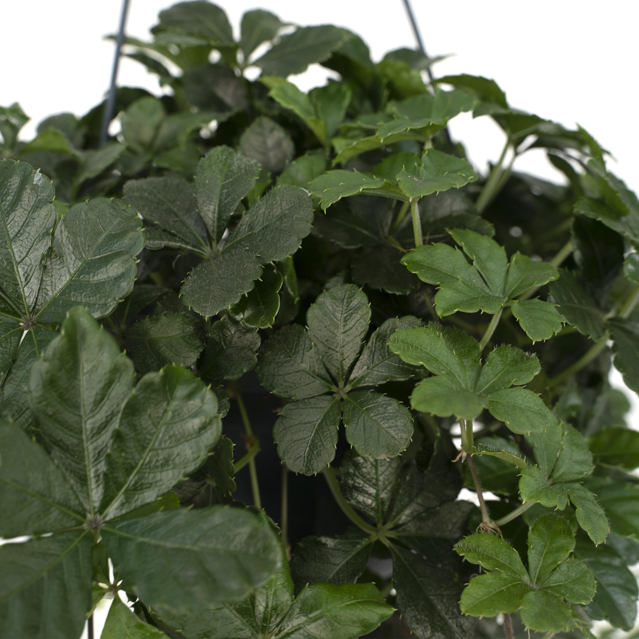 cucullata variegata Alocasia cucullata 