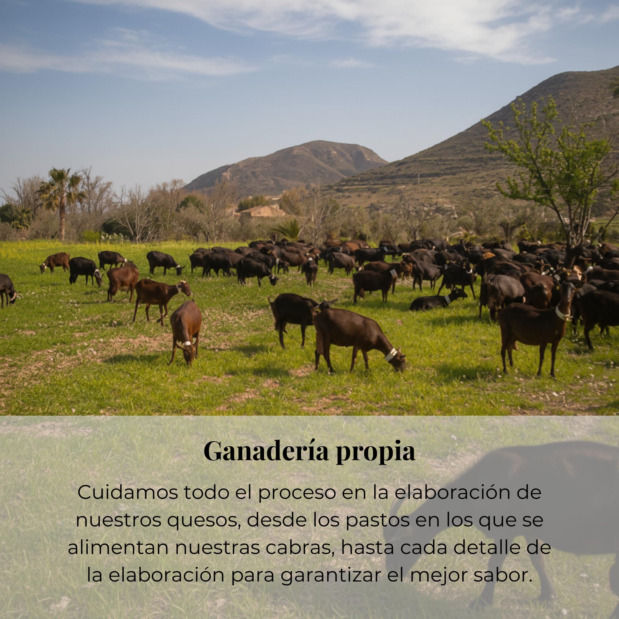 Queso Artesano Semi Curado Pimentón 100% Leche de Cabra Medio Gourmet