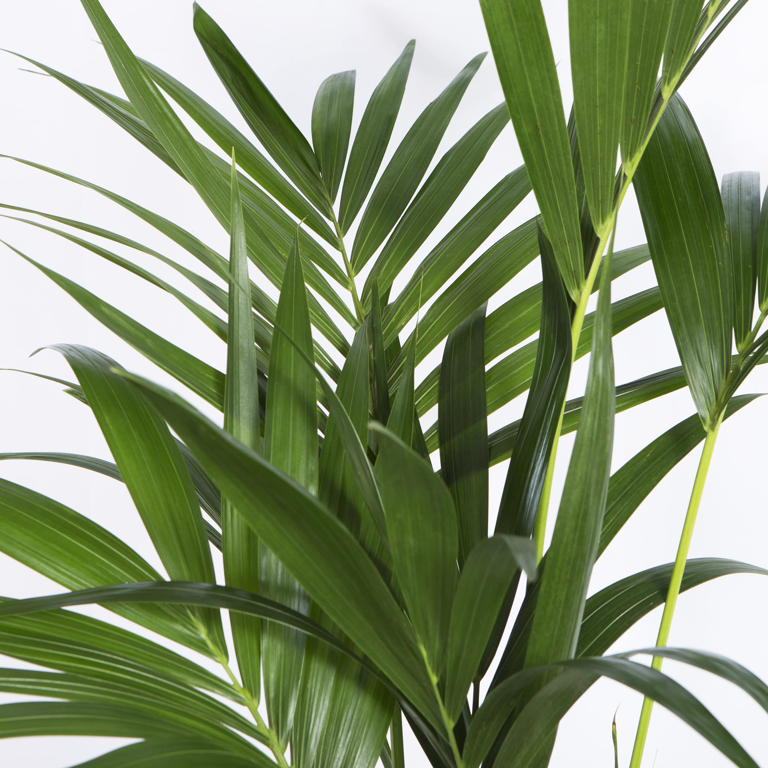 Cool Green - Plantas naturales interior - Kentia Grande | Decoracion