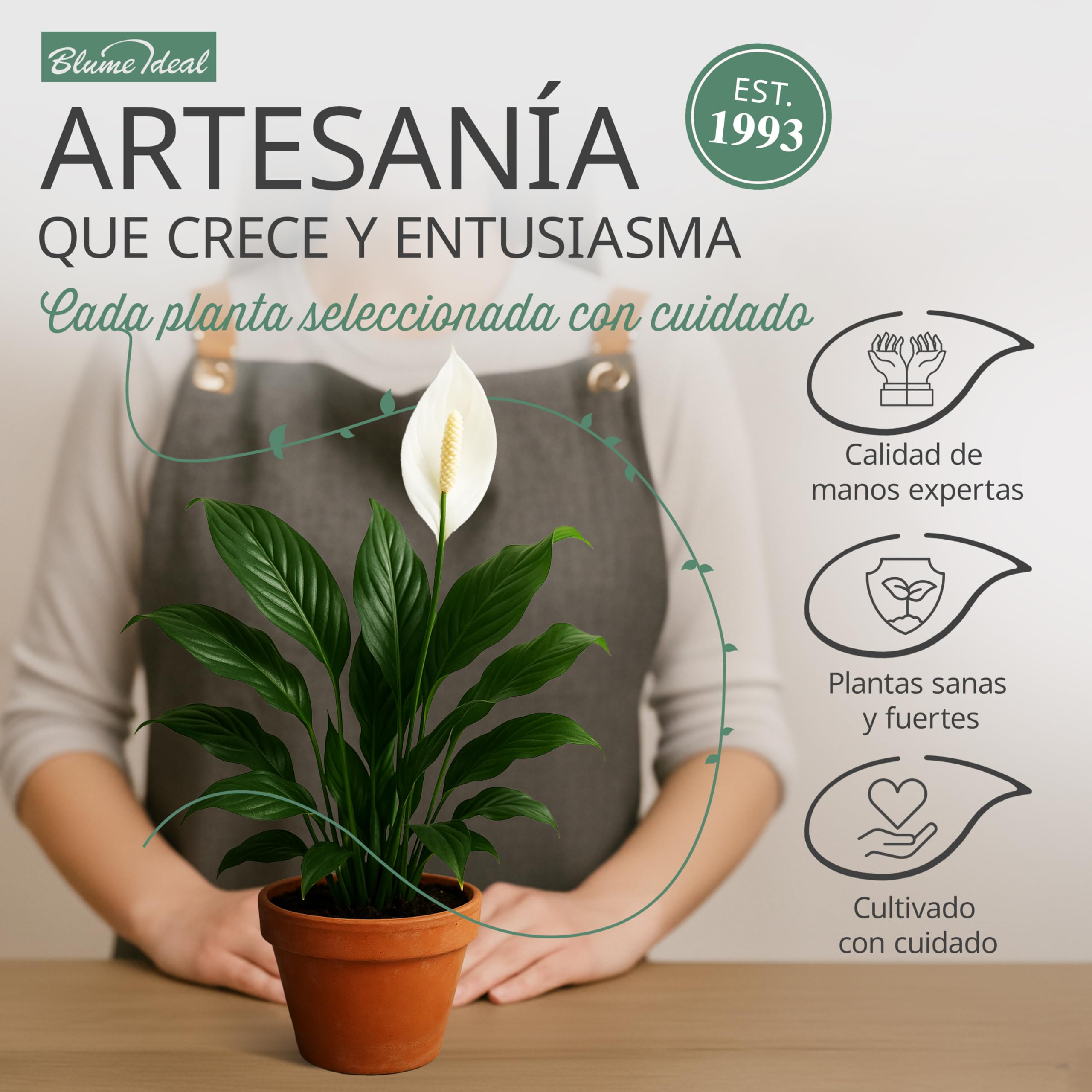 Set de 5 Plantas Sorpresa | +/- 40-70 cm | ø 12-15 cm maceta | Plantas para el hogar y la oficina, calidad de expertos en plantas, envío rápido, decoración verde
