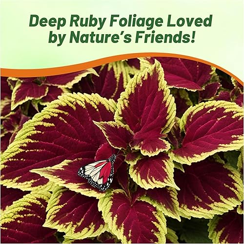Miniatura 7 de Outsidepride 200 semillas anuales Coleus Fairway Ruby Follage Interior Casa Planta o Jardín Semillas de flores