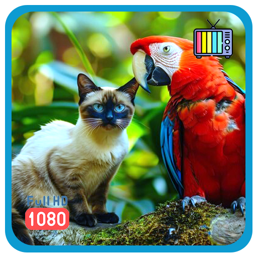 Katzen-Entertainment-TV – Wildtiere in HD mit Wetter und Uhr