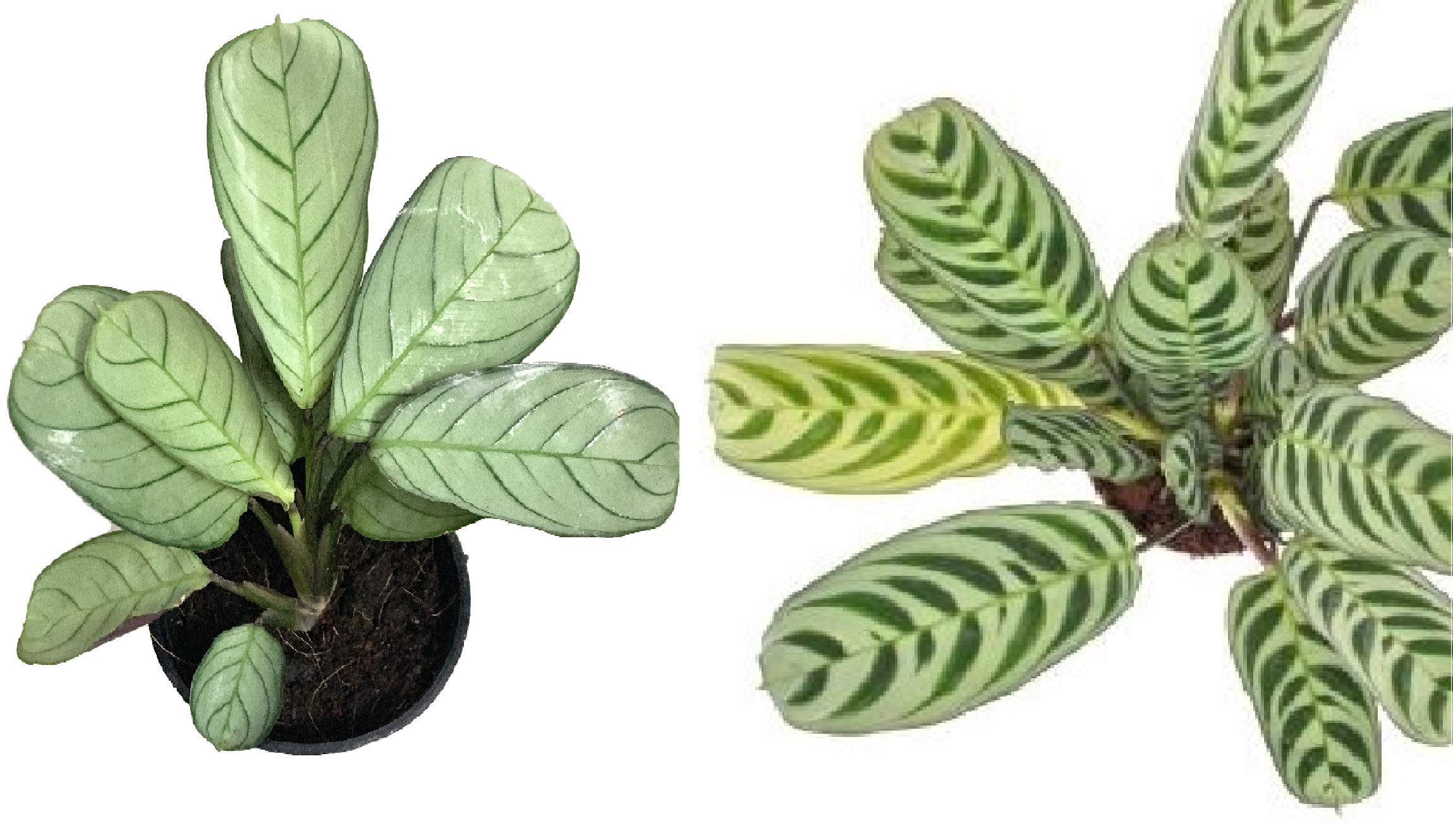 The Four Seasons Combo of Calathea Ctenanthe Burle Marxii and Ctenanthe Amagris | Calathea Fish Bone Prayer Plants | Rare Natural Live Plants in Pot | Combo of 2 (B082F9W4YP) Amazon Price History, Amazon Price Tracker