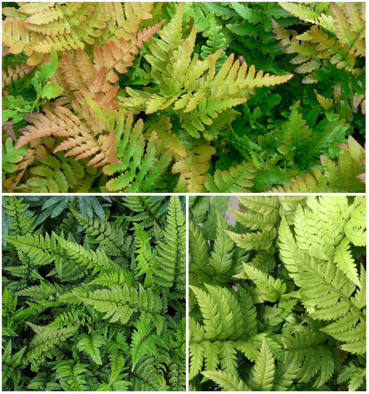 GrowOn Shrubs[x3] Dwarf Evergreen Fern Collection | Variety-Pack | Evergreen Plants | Outdoor Garden Ready Plants