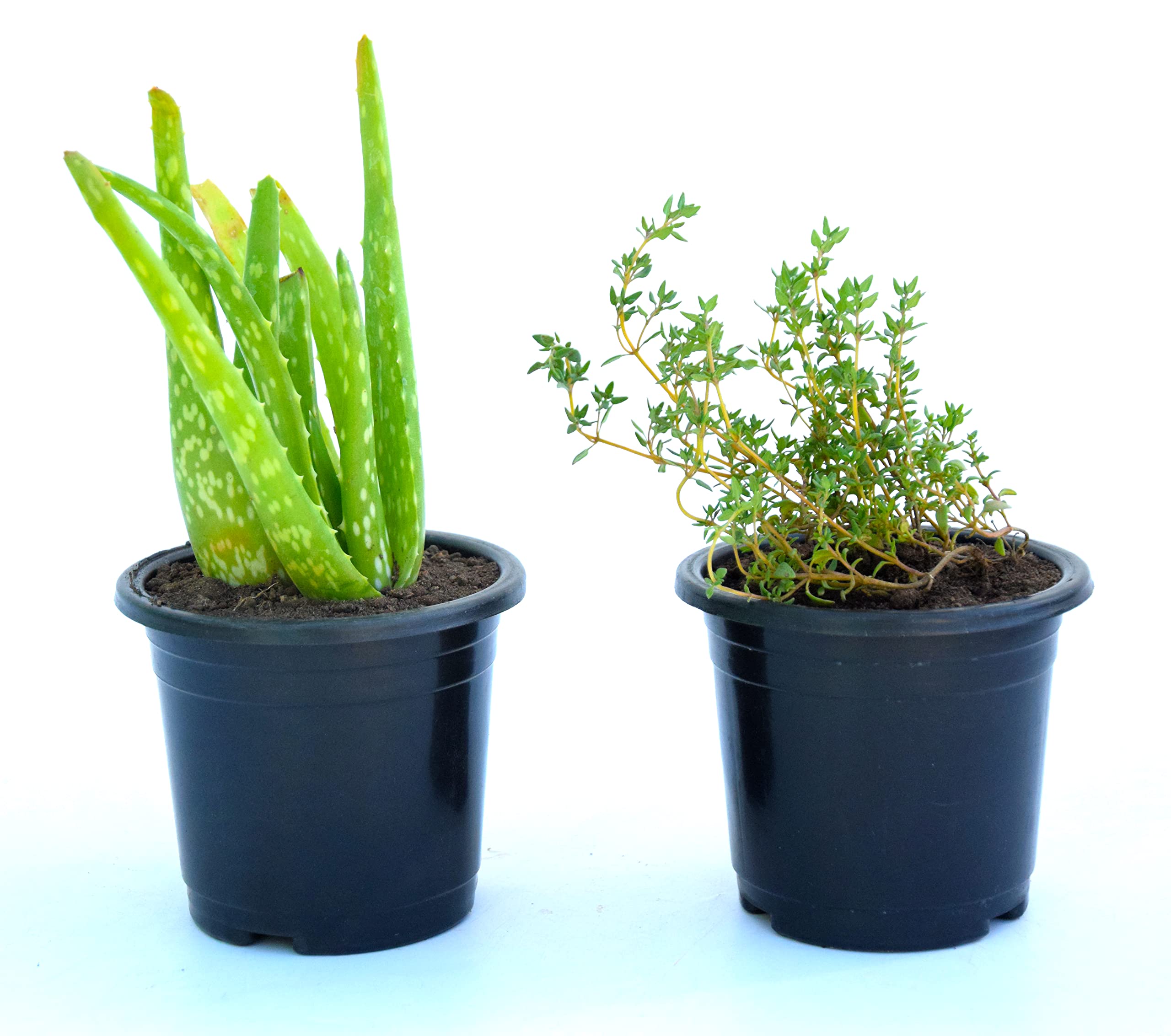 See full amazon price history chart for Pack of 2 Aloe Vera Medicinal Plant, Thyme herb With Simple Pot By Veryhom Pack of 2 Aloe Vera Medicinal Plant, Thyme herb With Simple Pot By Veryhom (B0BVV9WBK7) Amazon Price History, Amazon Price Tracker