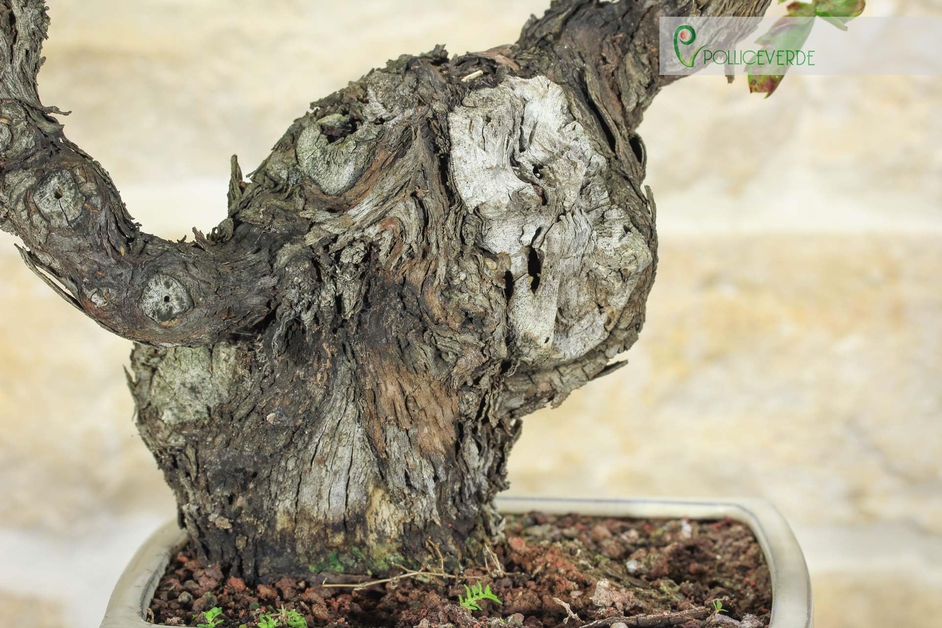 Bonsai di Vite (107)