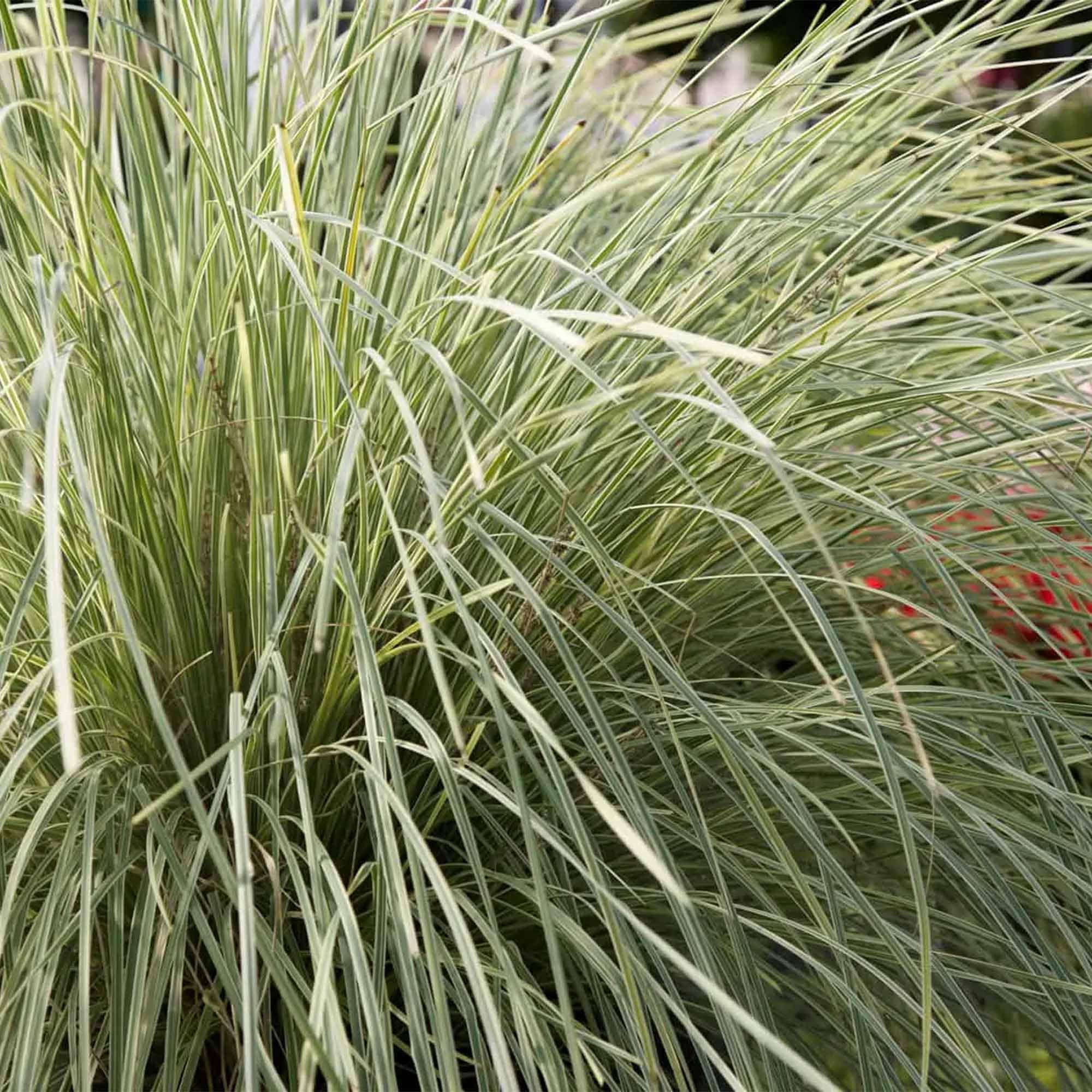 Perfect Plants Lomandra Platinum Beauty in 1 Gallon Pot from Southern Living | Easy to Grow Perennial groundcover | Drought Tolerant | Lomandra Longifolia | Variegated Ornamental Grass | Zones 8-10