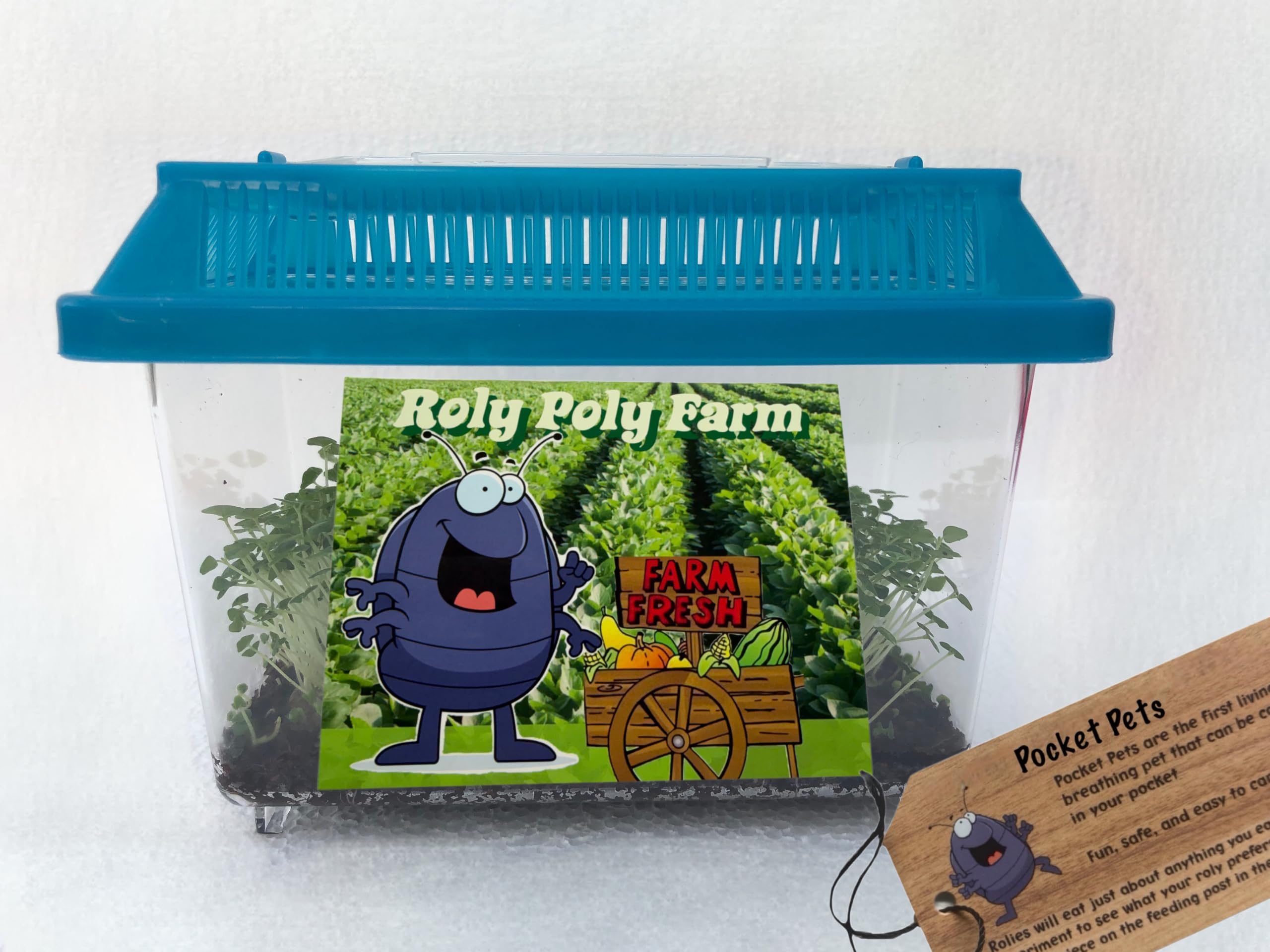 Roly Poly Farm Vivarium/Terrarium by Pocket Pets (Assorted Colors) (Small Holds up to 250 rolies)