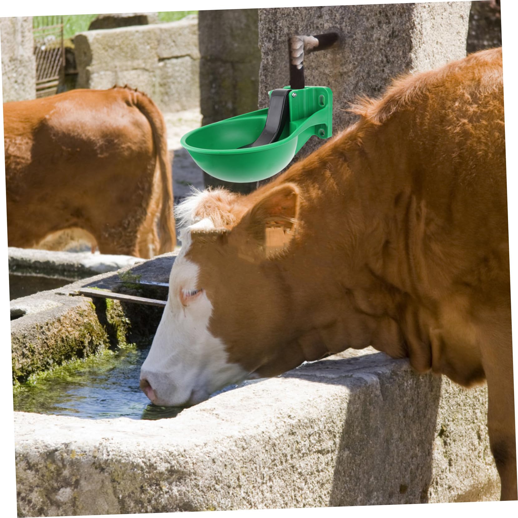 Abbeveratoio Automatico in Plastica, Ciotola Grande per Bovini