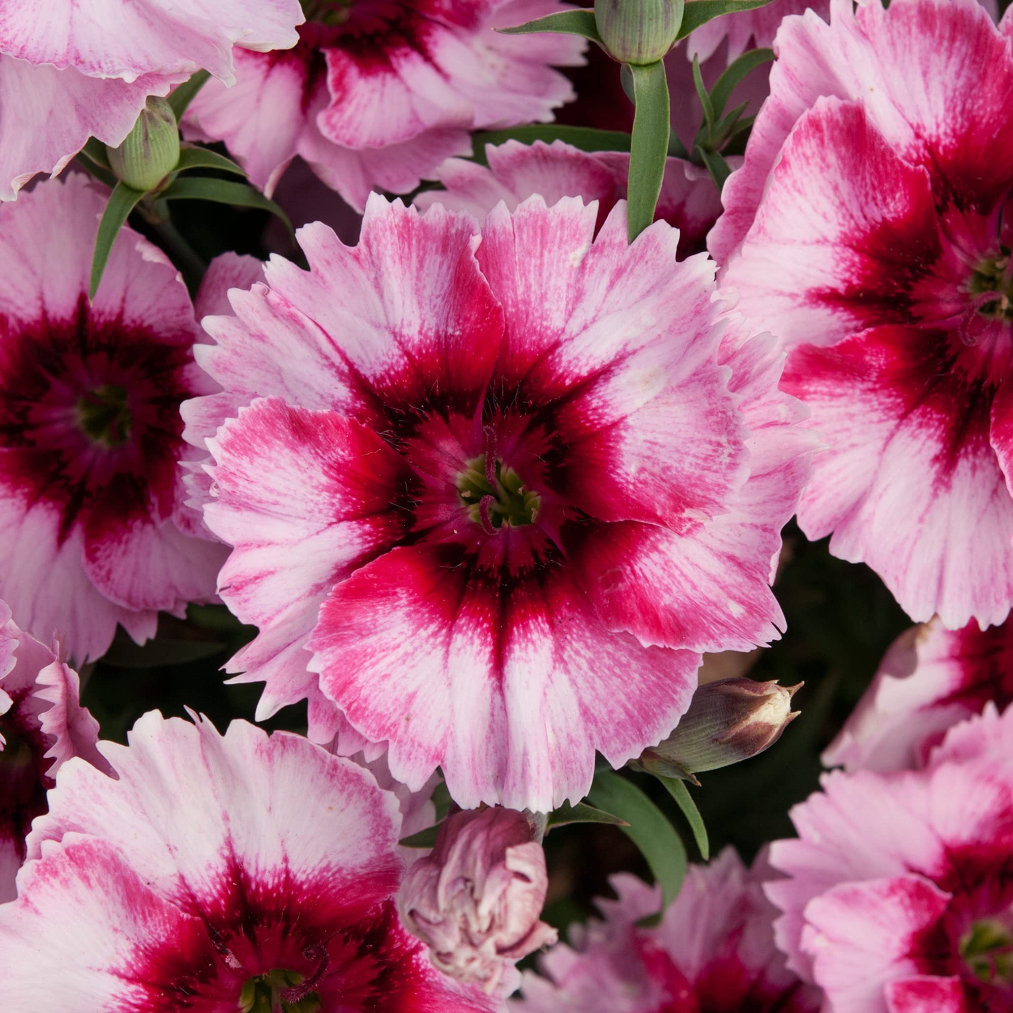 Dianthus F1 Corona Raspberry Magic | Colourful Flowering Bedding Plants 6 Pack