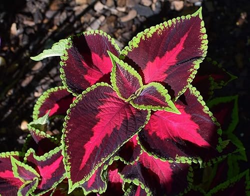Miniatura 4 de Coleus Blumei Mix Seeds Flores anuales hermosas para plantar 100 semillas sin OMG